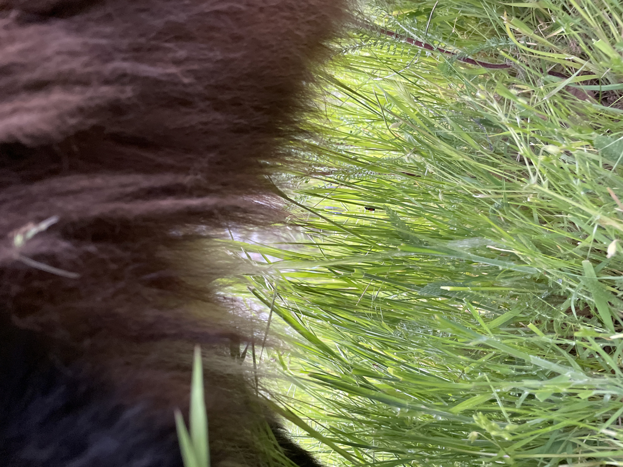 The image shows a close-up view of brown animal fur adjacent to green grass. The location is unknown; there is no evidence of it being taken in Zlatograd, Bulgaria.