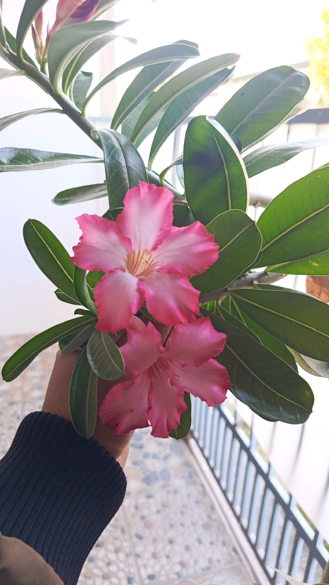 A person's hand, wearing a black ribbed long-sleeved shirt, holds a branch of an Adenium plant with two vibrant pink and white flowers in bloom. The flowers are trumpet-shaped with ruffled edges and prominent yellow stamens. They are surrounded by glossy, dark green, lance-shaped leaves. The background shows a blurred outdoor setting with a patterned tiled floor and a metal railing, suggesting a balcony or patio. The lighting indicates it is daytime. The location is specified as Babadan, Indonesia.