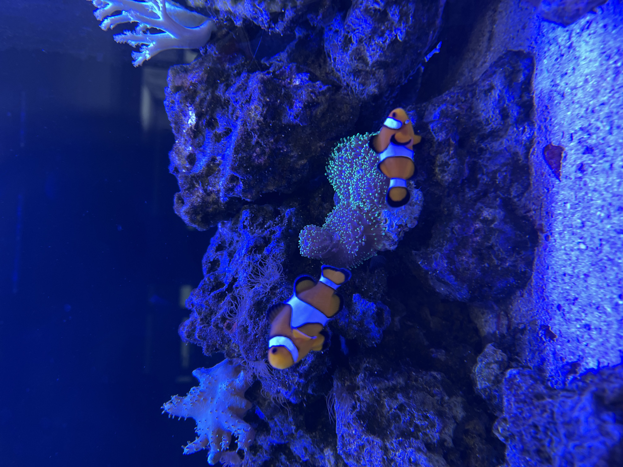The image shows two clownfish swimming in a saltwater aquarium. The fish are orange and white with black outlines. They are swimming amongst coral and rocks. The aquarium is lit with blue light, giving the scene a deep blue hue. There are no people visible in the image. The image appears to be taken from a still or video camera. There is no information that could indicate the location in the city of Sofia, Bulgaria.