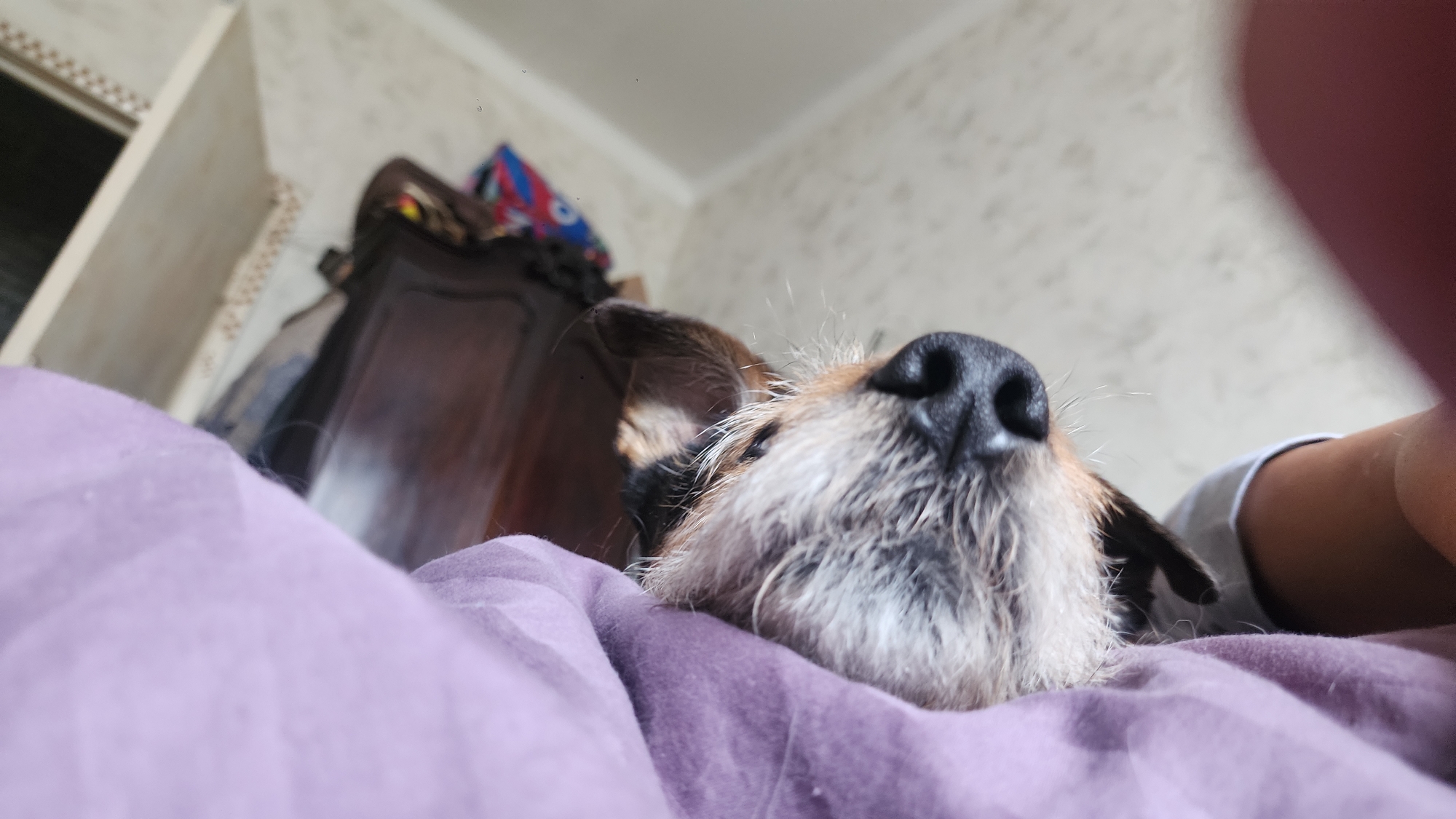 A dog is lying on a purple blanket or bedspread. Only its head is visible, with a focus on its black nose and gray/white muzzle. Part of a person's arm is visible on the right side of the image, possibly holding the camera. In the background, there is a dark wooden piece of furniture and a wall with a textured pattern. The location cannot be determined from the image.