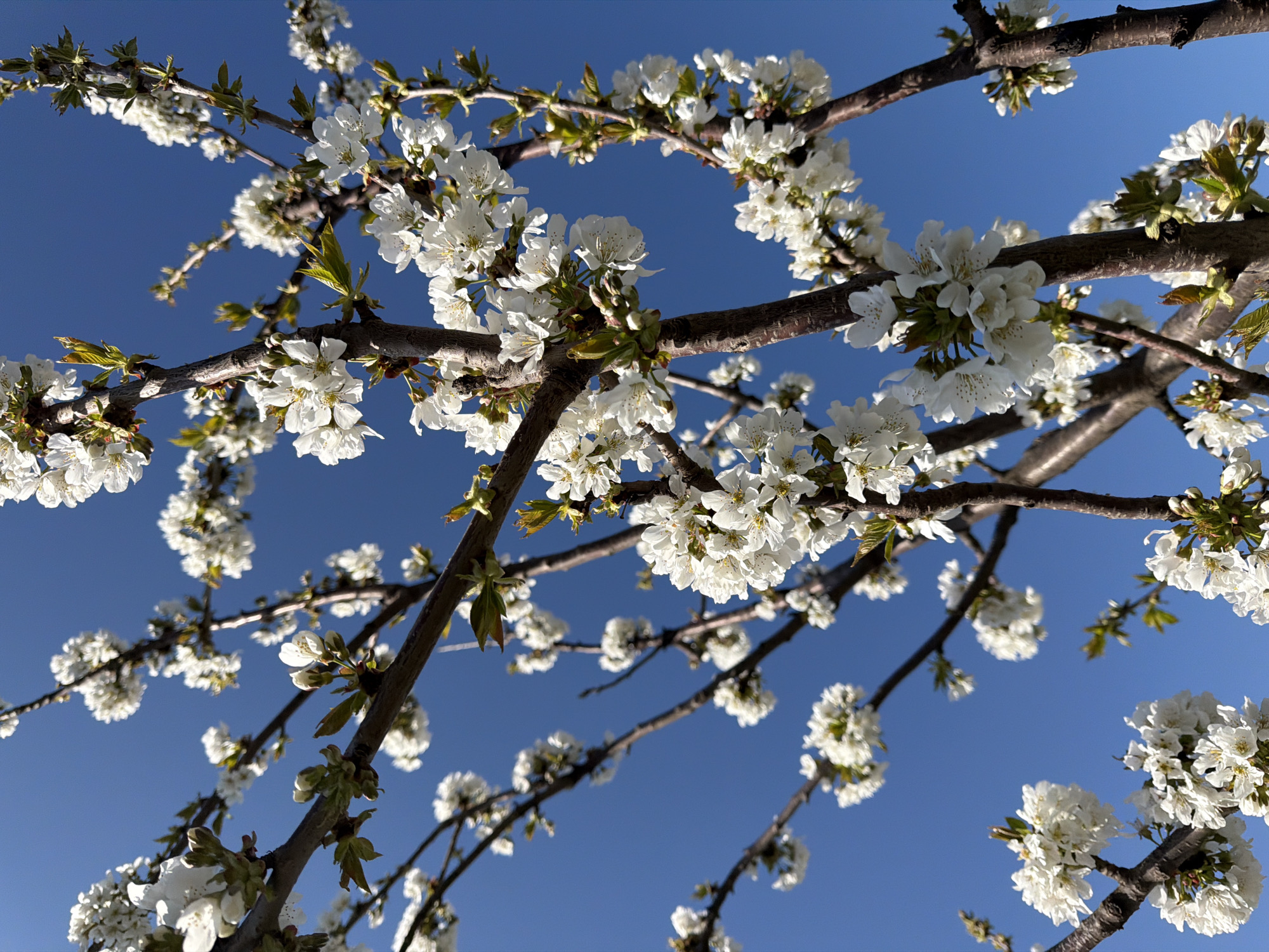 The image features branches of a tree in full bloom against a clear blue sky. The branches are brown and bear clusters of small white flowers. Some buds are also visible. The location, Rossiyskiy, Russia, is not discernible from the image.