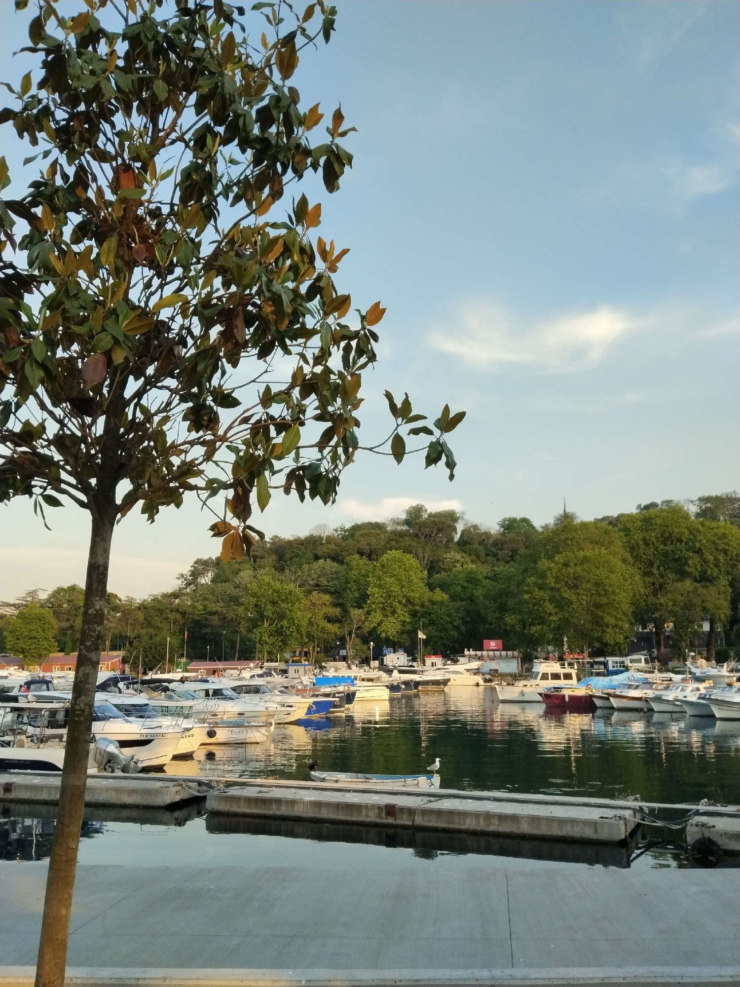 This media file captures a serene view of a marina, likely in Sarıyer, Turkey, during what appears to be late afternoon or early evening. The overall scene is peaceful and tranquil.
In the immediate foreground, a broad concrete promenade or dock pathway is visible, leading towards the water. Dominating the left side of the frame is the trunk and leafy branches of a tree, possibly a Magnolia, with a mix of dark green and yellowish-brown leaves.
The midground features a calm body of water where numerous boats and yachts are docked. These vessels vary in size and color, with many being white, while others feature blue, red, or darker hulls. Reflections of the boats, the sky, and the surrounding greenery are clearly visible on the still water surface. Concrete floating docks separate the boats and provide walkways. A white bird, possibly a seagull, stands conspicuously on one of the boats or docks slightly to the right of the center.
In the background, a lush expanse of green hills and dense forest forms a natural backdrop. Small buildings and structures are nestled among the trees behind the marina. The sky above is a clear, light blue with scattered, wispy white clouds, indicating fair weather.
There are no people visible, contributing to the quiet atmosphere. Visible text includes "DEMML" on the side of one boat and "TAKE I" on another. A red sign with indistinct white text is partially visible on a building in the background. The lighting suggests a soft, golden hour glow, enhancing the calm mood of the harbor.