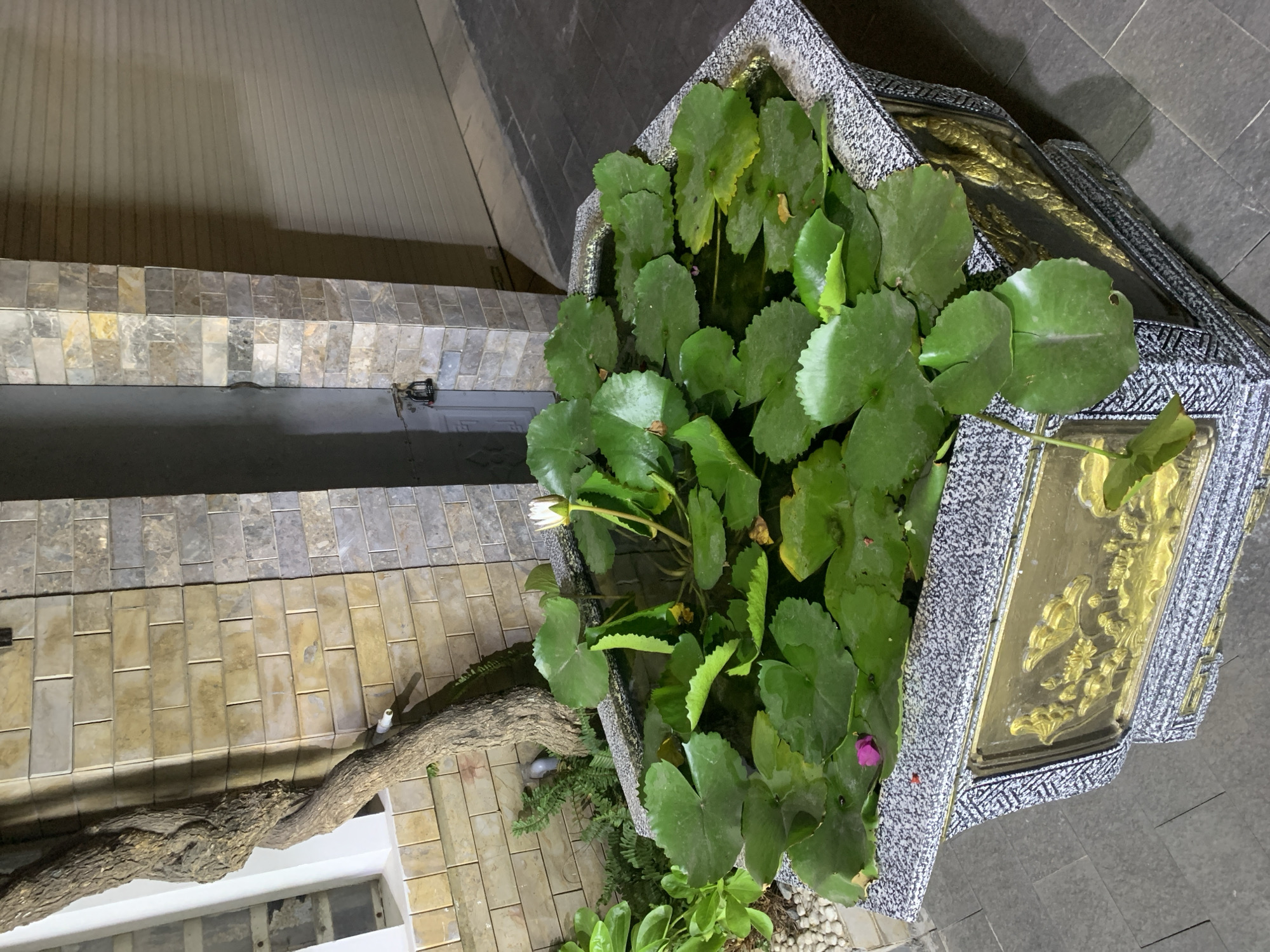 A close-up, overhead shot captures a decorative octagonal planter overflowing with lush green lily pads and a single white lotus bloom. The planter itself is ornate, with a textured grey exterior and a gold-embossed panel featuring what appear to be floral motifs. It sits on a paved surface, possibly a walkway or patio, made of grey rectangular tiles. Behind the planter, a rustic, twisted tree trunk snakes upwards along a brick wall, composed of rectangular tiles in varying shades of beige and grey. To the right, a closed metal rolling door dominates the background. The scene appears to be an outdoor setting, likely a courtyard or entrance to a building, possibly in Da Nang, Vietnam, given the architectural style and vegetation.