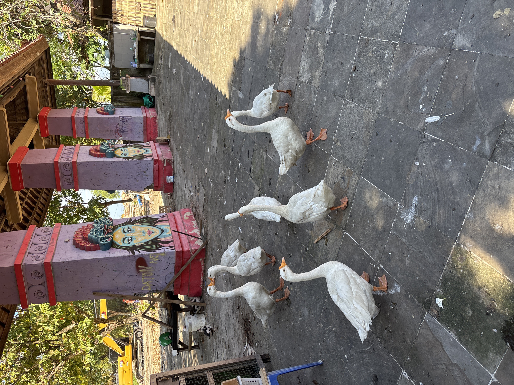 A high-angle outdoor shot captures a group of six white geese on a dark grey paved surface. The geese, with their white feathers and orange beaks and webbed feet, are scattered across the pavement, some appearing to peck at the ground or look around. The pavement consists of square tiles with white grout lines and shows signs of wear, including scattered debris, bird droppings, and a white feather.
In the background, to the left, are two prominent, tall, square pillars, painted predominantly purple with red trim and detailing. Each pillar features a raised, ornate decoration, including a colorful face or head, possibly depicting a deity or mythological figure, and intricate swirling patterns. One of the pillars has graffiti scrawled on it, with partially visible text that includes "DATUK" and "N...T".
Beyond the pillars, there are lush green trees and foliage, indicative of a tropical environment. Structures made of wood and bamboo are visible in the background, suggesting traditional architecture or utility buildings. Part of a yellow excavator is also visible in the mid-ground, implying ongoing construction or maintenance nearby.
The scene is brightly lit by natural sunlight, casting sharp shadows on the paved ground, suggesting it is either mid-morning or late afternoon on a clear, sunny day. No people are visible. The setting appears to be an outdoor area, possibly near a temple or public space, consistent with locations found in Denpasar, Indonesia.