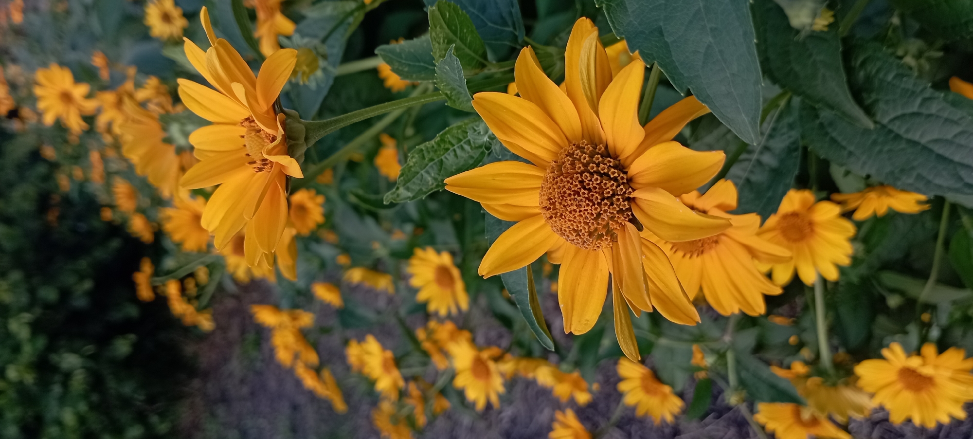 The image shows a close-up view of a cluster of bright yellow flowers, likely daisies or sunflowers, with visible green leaves and stems. The flowers are in various stages of bloom, with some fully open and others still developing. The background is blurred, suggesting a natural outdoor setting, possibly a garden or a field. The lighting appears to be natural, indicating daytime. The image does not contain any people or explicit actions.
The location of this scene is the city of Radisne, Ukraine.