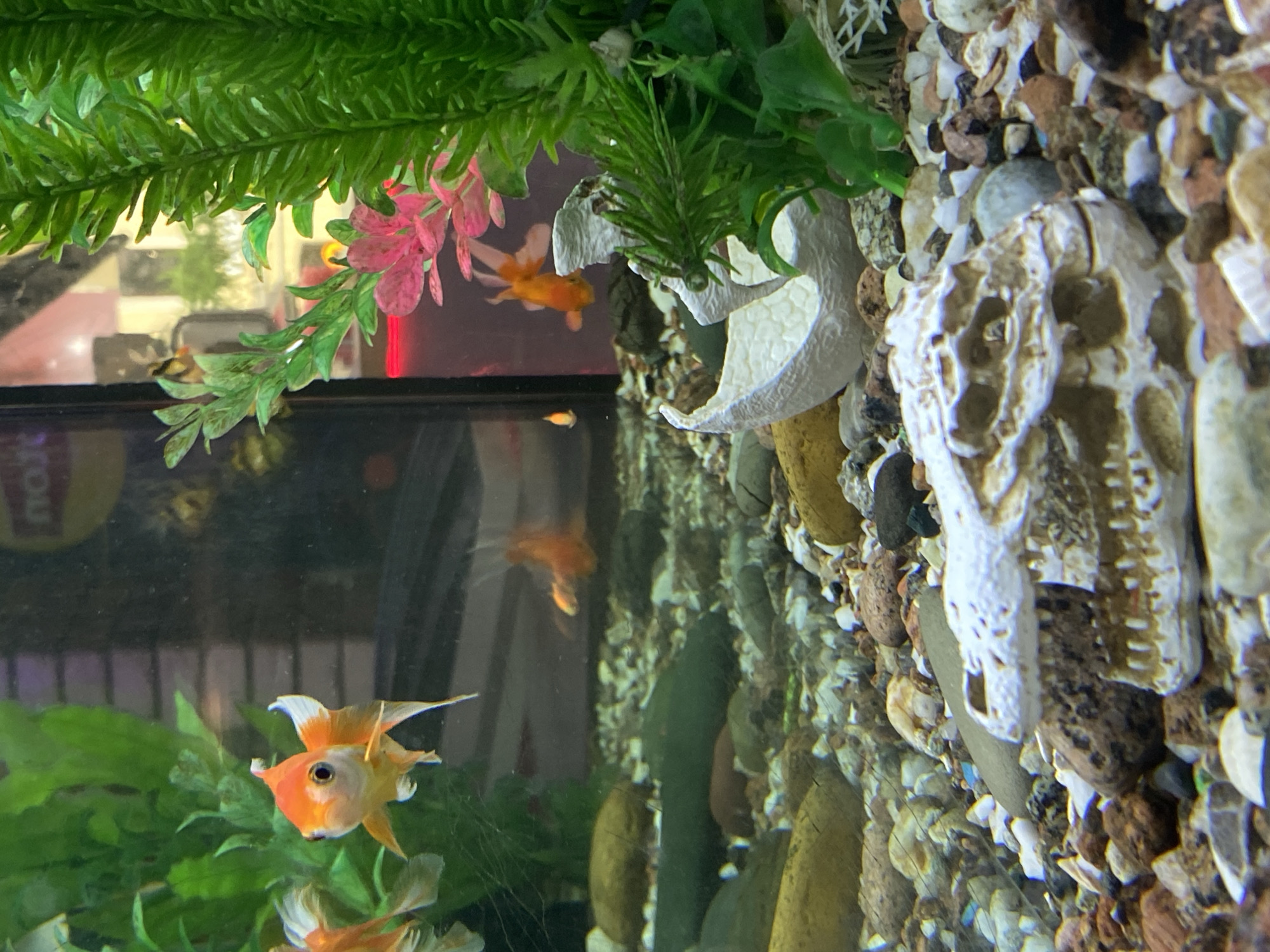 The image shows an aquarium. Three goldfish are visible inside the tank. There are plastic plants, a white starfish decoration, and a skull decoration in the tank. The bottom of the tank is covered in gravel. A reflection in the glass shows a blurred scene, possibly a room. The location in Saint Petersburg, Russia, cannot be determined from the image.