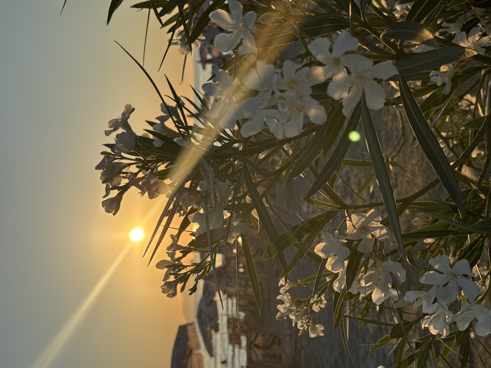The image captures a sunset at a beach in Vlora, Albania, with a foreground of white oleander flowers in full bloom. The sun is low on the horizon, casting a warm, golden glow across the scene. Sunlight refracts through the flowers, creating lens flare effects. In the background, beach chairs and umbrellas are visible, along with calm sea waters and a hazy coastline. The sky transitions from a pale blue at the top to a warm orange near the horizon, reflecting the setting sun. The overall atmosphere is serene and tranquil.