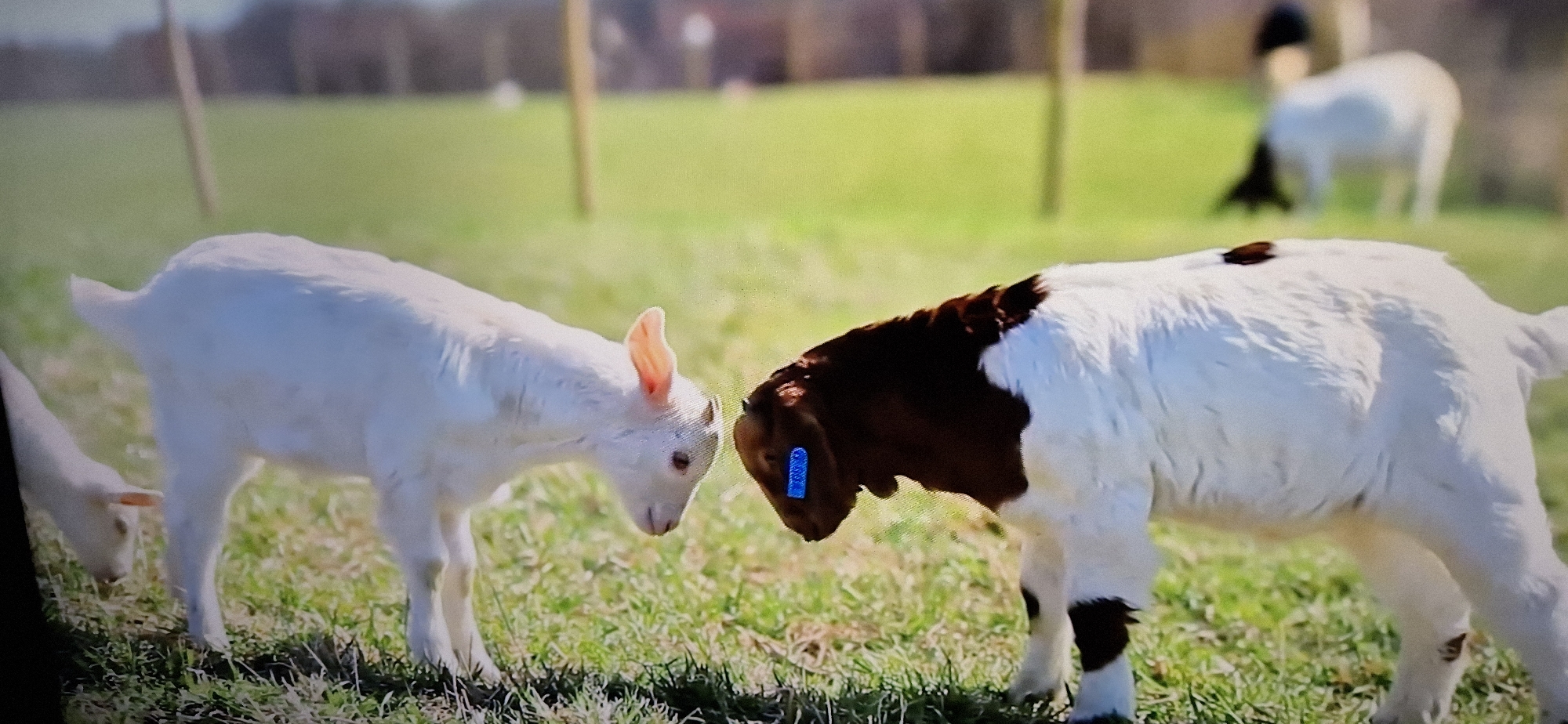 In an outdoor, grassy environment, two young goats are positioned in the foreground, facing each other. The goat on the left is entirely white, with pink ears visible. The goat on the right has a brown head and neck, transitioning to a white body with brown patches on its hindquarters. Both goats have visible ear tags, the one on the right being a bright blue. In the blurred background, another white goat with black markings on its head and hindquarters is grazing. The environment appears to be a rural setting with green grass and some wooden posts.