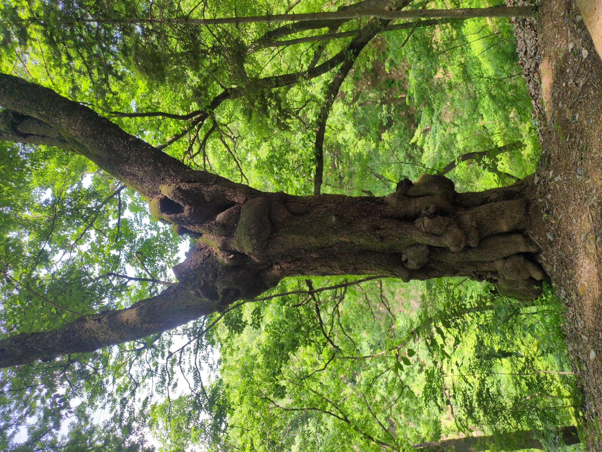 The image depicts a large, gnarled tree with a thick trunk covered in knots and burls, positioned at the edge of what appears to be a forest or wooded area. The tree's branches extend outwards, partially obscuring the view of the green foliage of other trees in the background. The ground to the right of the tree trunk is a mix of soil, leaves, and small stones. The overall impression is one of a natural setting, likely a park or forest.
While not definitively verifiable from the image itself, the prompt states the location is Gongju-si, South Korea. Therefore, it can be inferred that this scene is somewhere within that city.