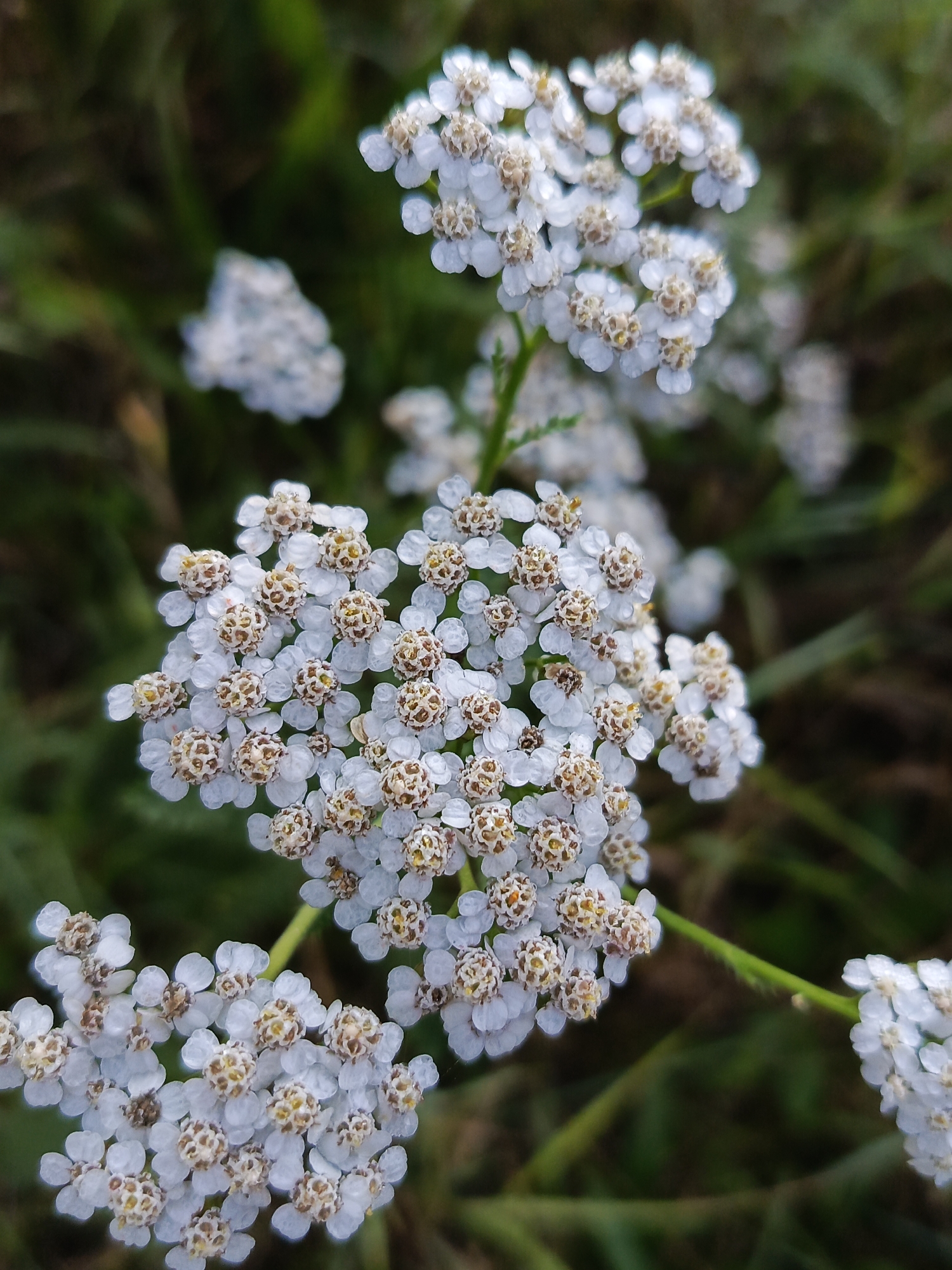 The image displays a close-up view of clusters of small, white flowers, likely yarrow, set against a blurred background of green foliage. The flowers have delicate white petals surrounding a central cluster of tiny, brown-tipped florets. Some of the flowers appear to be dewy, with small water droplets visible. The overall scene is natural and appears to be outdoors, with the lighting suggesting it could be daylight. There are no people, man-made objects, or specific landmarks indicating a location within Chaikovsky, Russia. The focus is entirely on the botanical detail of the flowers.
