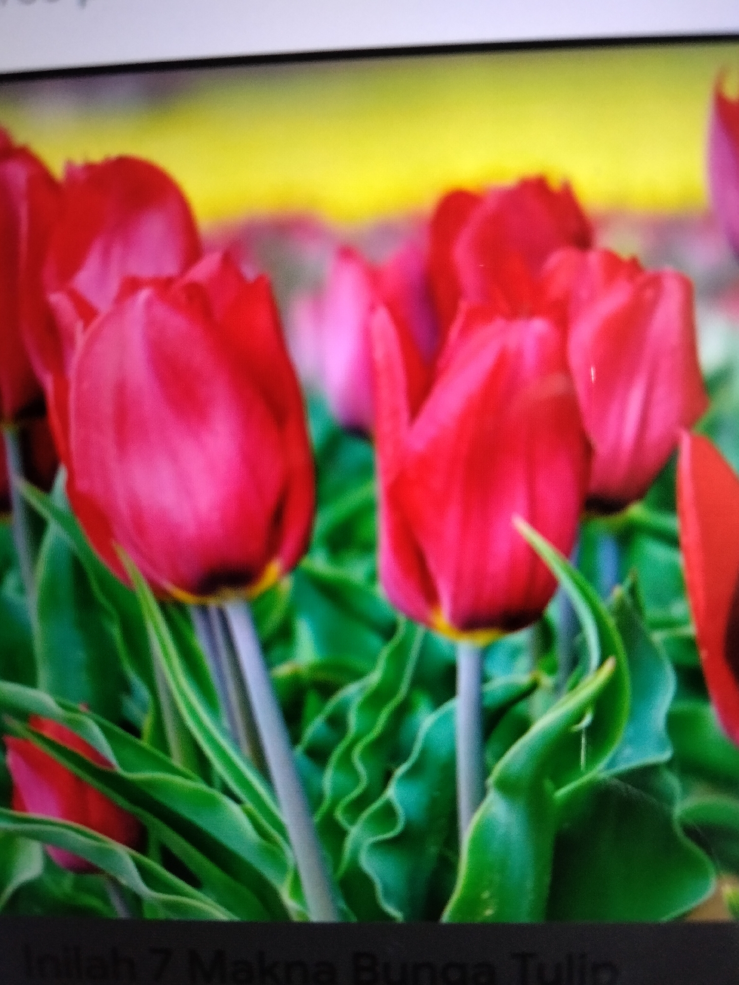 The image displays a close-up, slightly out-of-focus view of several red tulips with green stems and leaves. The tulips are the primary subjects, filling most of the frame. The background is blurred, featuring a bright yellow area at the top, transitioning to softer yellow and pink hues. There is text at the bottom of the image, partially obscured, which appears to be in Indonesian and reads "Inilah 7 Makna Bunga Tulip," translating to "Here are 7 Meanings of Tulip Flowers." The image is a photograph, likely taken in Indonesia, but its specific location in Bireuen cannot be determined from the visual information provided. There are no people or animals visible in the image. The lighting appears to be natural, suggesting an outdoor setting or well-lit indoor environment. The overall impression is a vibrant and colorful floral display.