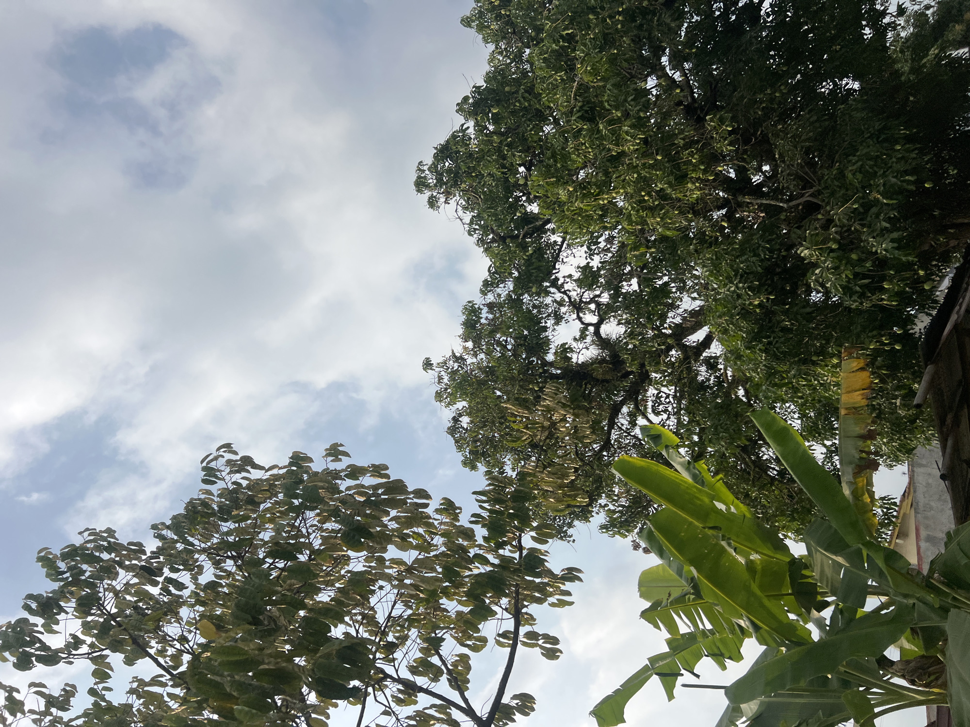 This is a medium-angle, outdoor, eye-level shot featuring lush greenery against a cloudy sky. The foreground is dominated by the large, broad leaves of banana plants, which are vibrant green and appear healthy. Behind the banana plants, the canopy of a large, leafy tree with numerous green fruits is visible. To the left, another tree with sparser foliage and some brown leaves is seen against the sky. The sky itself is a mix of light blue and white clouds, suggesting an overcast or partly cloudy day. The lower portion of the image shows parts of a rooftop structure, possibly made of corrugated metal or tiles, hinting at a residential or agricultural setting. The scene is characteristic of the tropical environment found in areas like Ngaglik, Indonesia, where such vegetation is common. There are no people or animals visible in the frame.