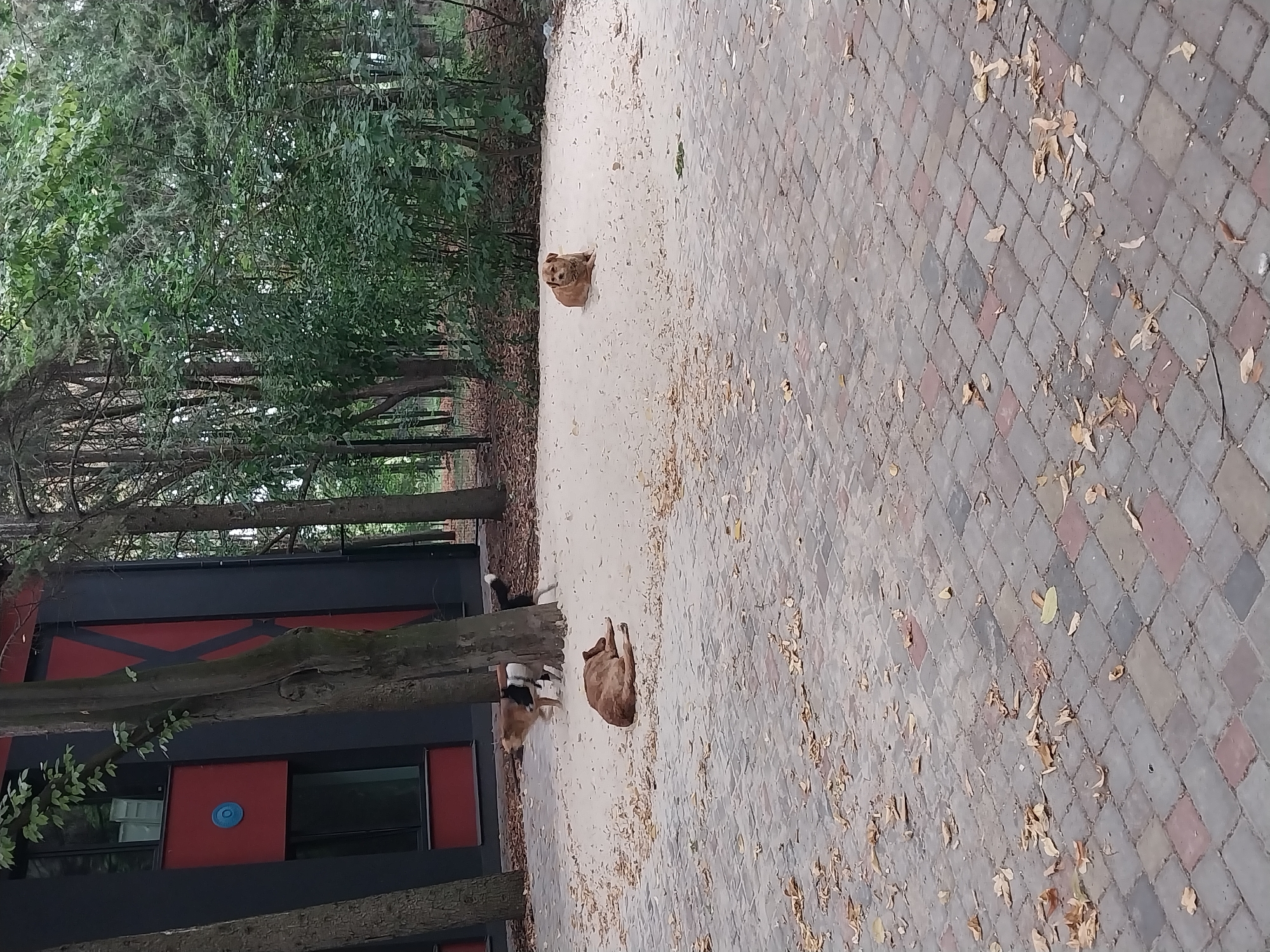 A group of dogs are present in an outdoor area adjacent to a modern building with red and black accents. In the foreground, a paved area with interlocking bricks is partially covered with fallen leaves. Beyond this, a sandy area is visible. In the sand, two dogs are lying down, and a third dog is standing and looking to the left. A fourth dog, a light brown color, is visible further in the background, standing near a tree. The building appears to be a two-story structure with large windows. The environment is wooded with numerous trees surrounding the area.