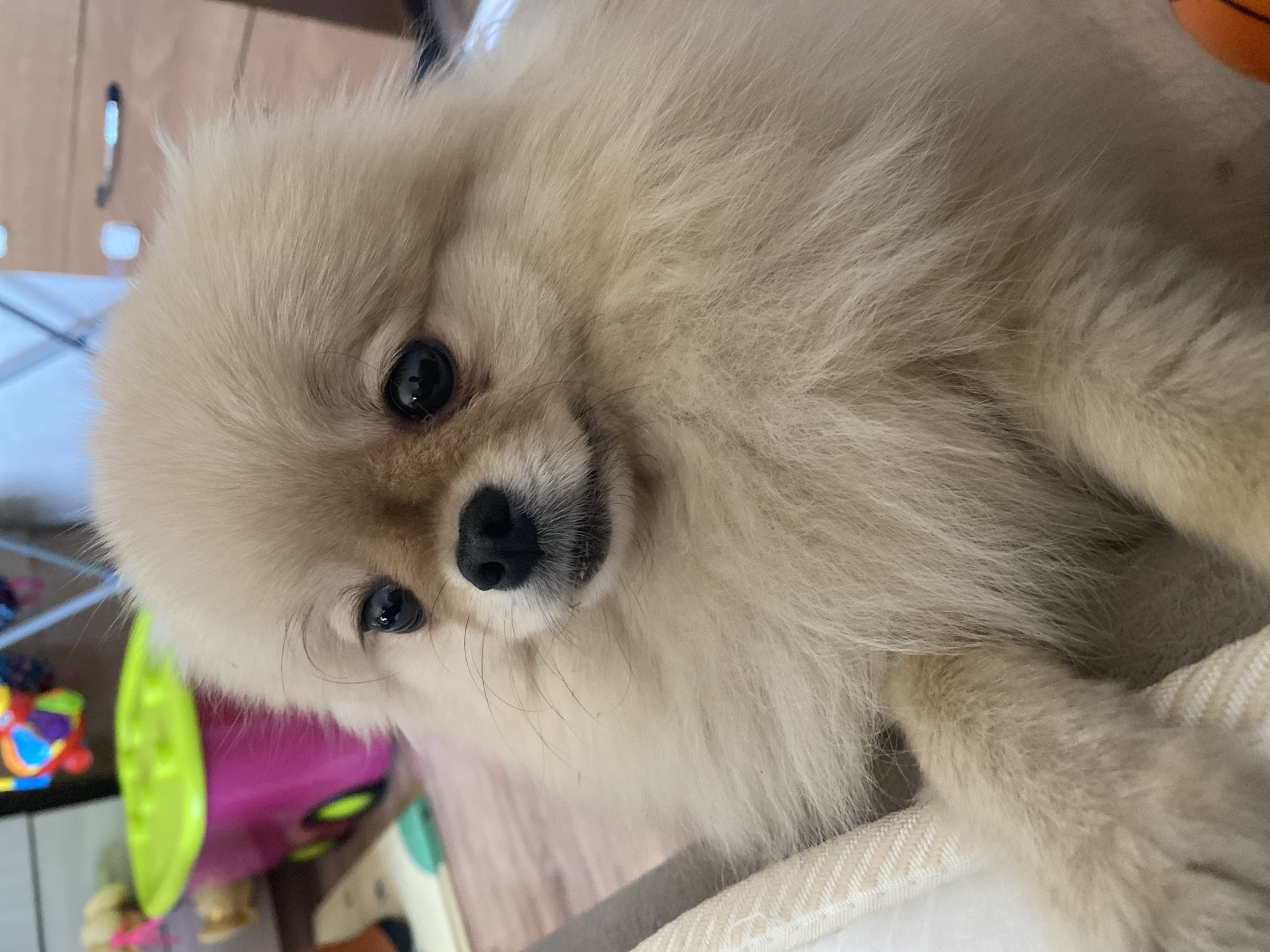 A light-colored fluffy dog is the central subject of this close-up, indoor photograph. The dog appears to be a Pomeranian or a similar spitz-type breed, with soft, cream-colored or light brown fur that frames its face. Its dark, expressive eyes gaze directly towards the viewer, giving it a curious or sweet expression. A prominent black nose and dark whiskers are visible on its snout. The dog's head is tilted slightly, adding to its engaging demeanor.
The dog is positioned in the foreground, with its body partially visible, suggesting it might be lying down or resting on a soft surface, possibly a bed or cushion, indicated by a textured, light-colored fabric in the bottom right corner. In the background, to the left, there are blurred hints of colorful objects, possibly children's or pet toys, including bright pink, green, and multi-colored items, suggesting a domestic setting like a living room or bedroom. The overall lighting is soft and even, typical of indoor conditions during the daytime. There is no visible text in the image.