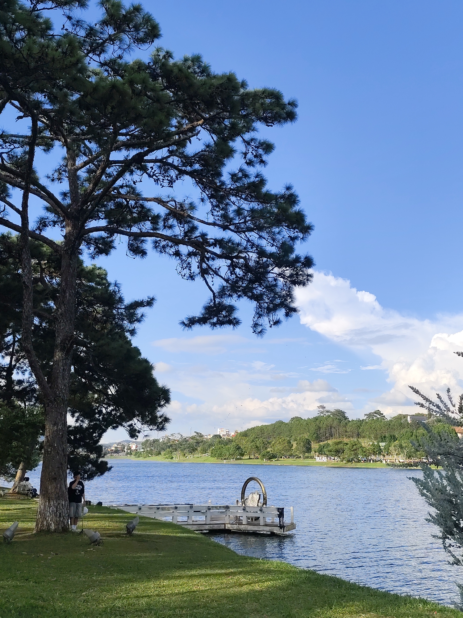 This is a medium shot of Xuan Huong Lake in Da Lat, Vietnam on a bright, sunny day with a clear blue sky. A large pine tree with dark green needles and branches dominates the left side of the frame, its trunk rough and textured. Beneath the tree, a person in a black t-shirt and light-colored shorts stands near the base, holding a phone to their ear. Four light fixtures are positioned on the grassy ground around the tree. The grass is lush and green.
In the mid-ground, a white wooden pier extends into the bright blue lake. On the pier, there is a decorative, metallic archway structure. The lake's surface is calm with subtle ripples. Across the lake, a tree-lined hillside rises, dotted with houses and buildings. The overall atmosphere is serene and picturesque, capturing a moment of tranquility by the water.