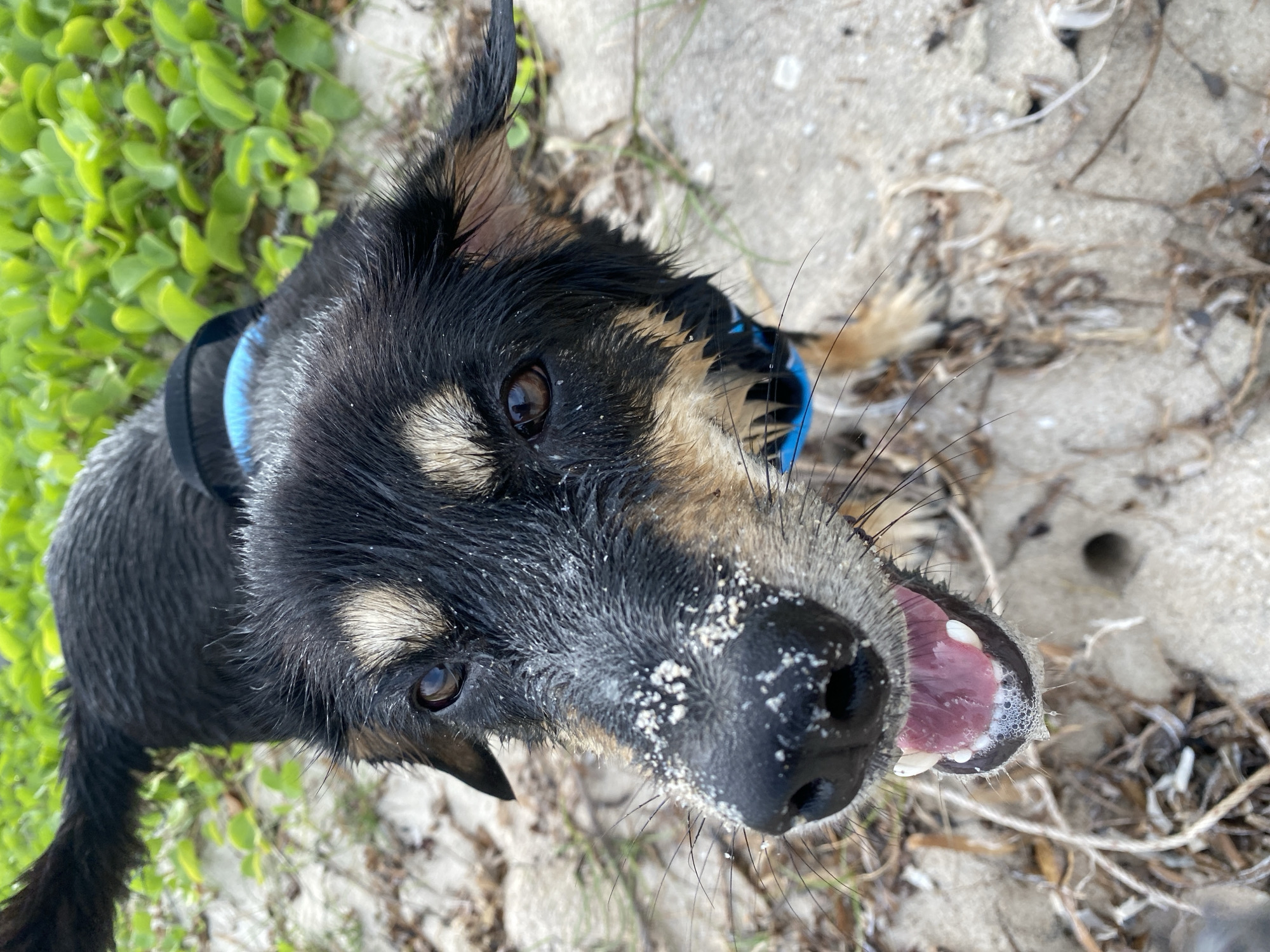 A close-up, eye-level shot features a wet, black and tan dog with sand on its snout, looking directly at the camera. The dog has a blue collar and its mouth is open, revealing its tongue and teeth, with some foam around its mouth. The background consists of sand, dry vegetation, and lush green foliage, suggesting an outdoor environment possibly near a beach or coastal area in ตำบลเกาะพะงัน, Thailand.
