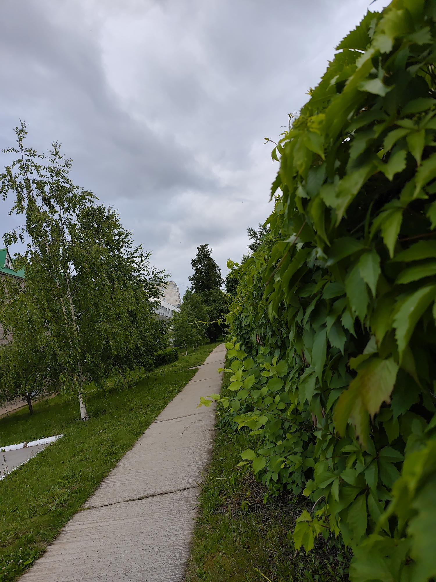 The image displays an outdoor scene in Chaikovsky, Russia, featuring a concrete pathway under an overcast sky. The pathway, light gray and exhibiting surface cracks, extends from the lower foreground towards the upper center, gently curving to the left. Along the immediate right side of the path, a dense wall of vibrant green climbing foliage, possibly ivy, forms a prominent natural barrier or hedge. To the left of the pathway, a strip of green grass is visible, bordering a white curb or barrier in the far left foreground. A slender birch tree with white bark and lush green leaves stands on the left side of the path, approximately in the mid-ground. Further in the background on the left, additional green trees and sections of urban buildings are discernible, including one structure with a green-colored roof portion and another light-colored building. The upper half of the image is dominated by an expansive, cloudy sky with varying shades of gray. No individuals or animals are present.