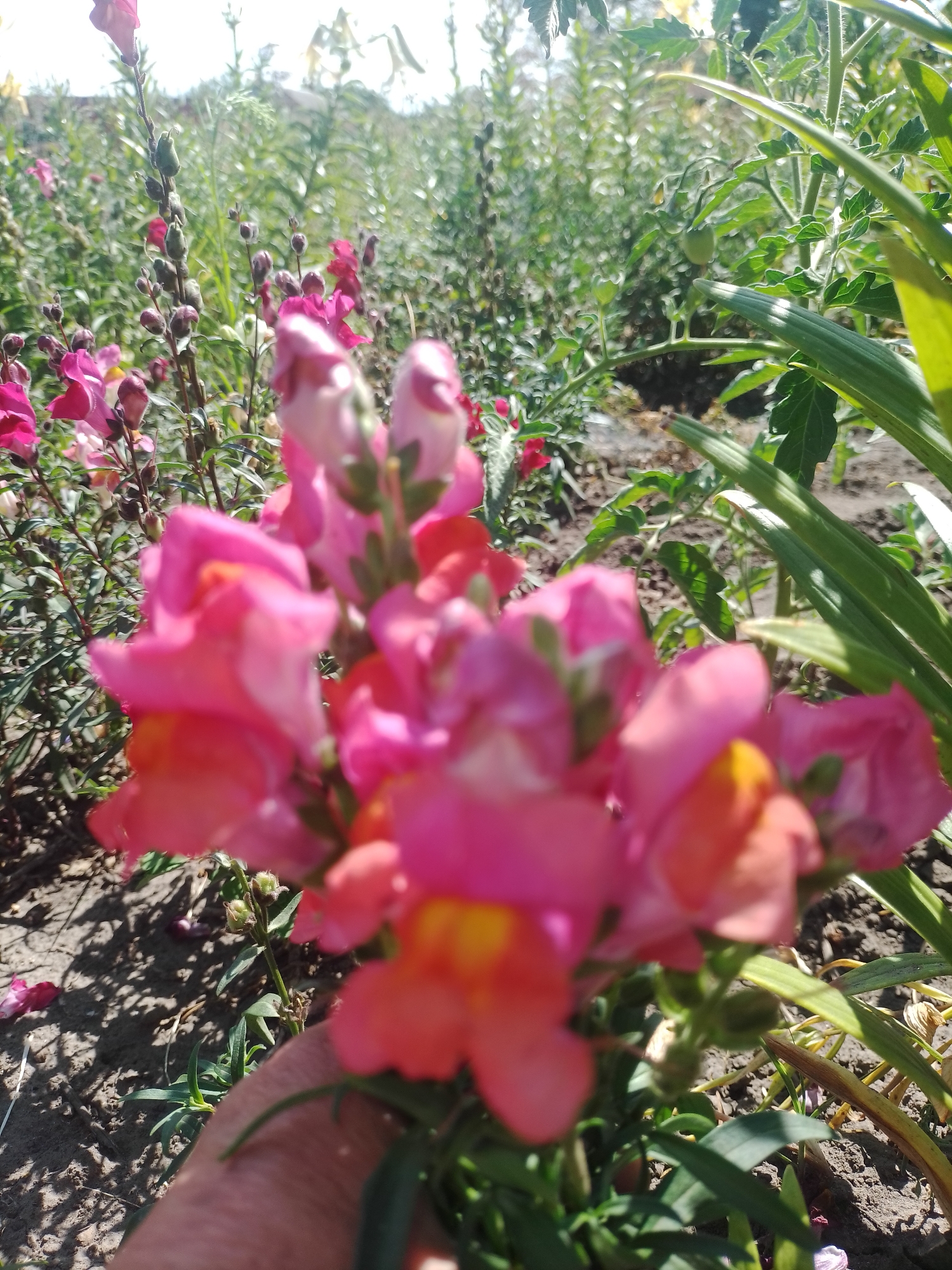 In Ustyvytsia, Ukraine, a close-up shot captures a cluster of vibrant pink snapdragon flowers, their petals tinged with orange and yellow. The flowers are in sharp focus in the foreground, held by a hand partially visible at the bottom of the frame, suggesting someone is tending to or admiring them. Behind the snapdragons, a garden setting unfolds with a variety of green plants, some blurred due to the shallow depth of field. Sunlight streams down, illuminating the scene and casting shadows on the dark soil. The background is a soft blur of greenery, with hints of other flowers and foliage, indicating a lush and well-maintained garden on a bright day.