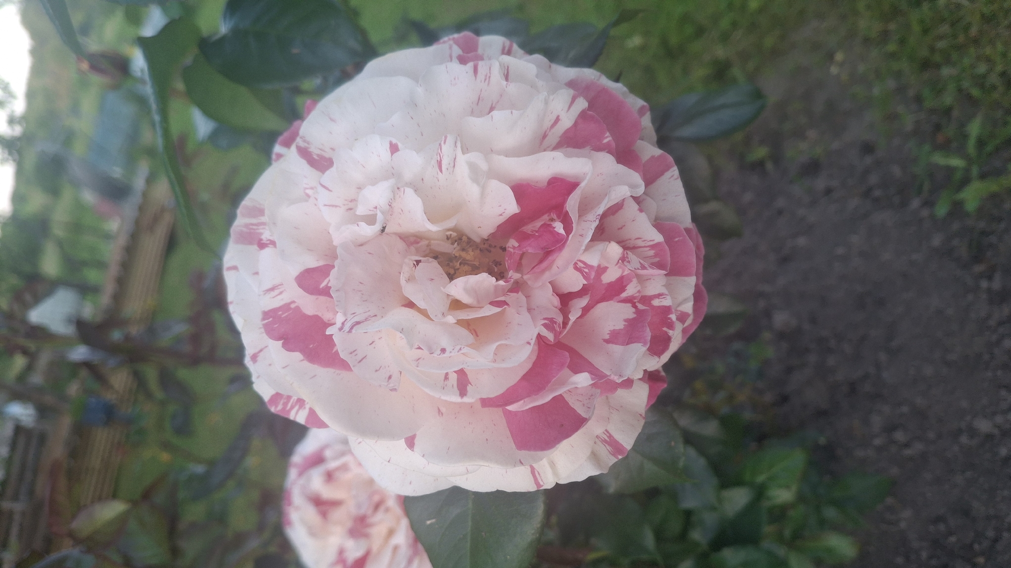 A close-up, slightly upward-angled shot focuses on a multi-petaled rose in bloom. The rose exhibits a striking bicolor pattern of white petals streaked with vibrant pink, creating a marbled or splashed effect. The center of the rose reveals delicate, lighter-colored petals and a hint of the stamen. The rose is surrounded by dark green leaves and foliage. In the blurred background, hints of a wooden structure, possibly a fence or shed, can be seen, along with a patch of green grass and darker soil. The overall impression is of a rose in a garden setting, likely within the area of Дзямідавіцкі сельскі Савет, Belarus.
