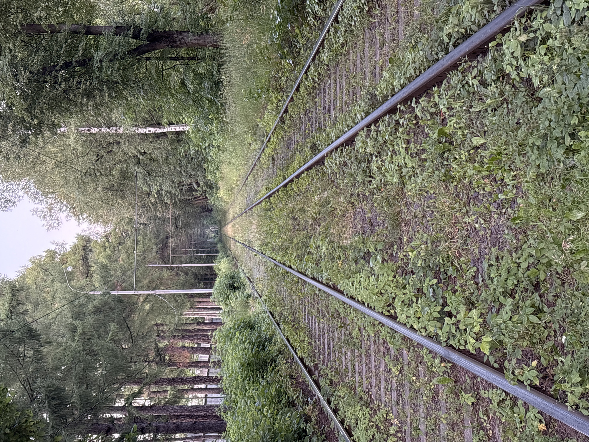 The image depicts a narrow-gauge railway track receding into the distance, flanked by dense greenery and trees. The tracks, made of metal, are laid on wooden sleepers, and are partially overgrown with grass and small plants, suggesting disuse or infrequent use. On the left side of the tracks, a line of trees with dark, textured bark stands tall, with a building or structure partially visible through the foliage. On the right, the vegetation is even more dense, creating a wild, overgrown appearance. Overhead, a light fixture is visible suspended from a pole, and wires stretch across the scene, hinting at an electrical supply for the tramway. The overall atmosphere is one of nature reclaiming an industrial structure. The lighting suggests it is daytime, with soft light filtering through the leaves, and the weather appears to be overcast or generally diffused. The scene is evocative of an abandoned or seldom-used tram line in a natural setting, possibly within or on the outskirts of Moscow, Russia, given the provided location context. There is no visible text in the image.