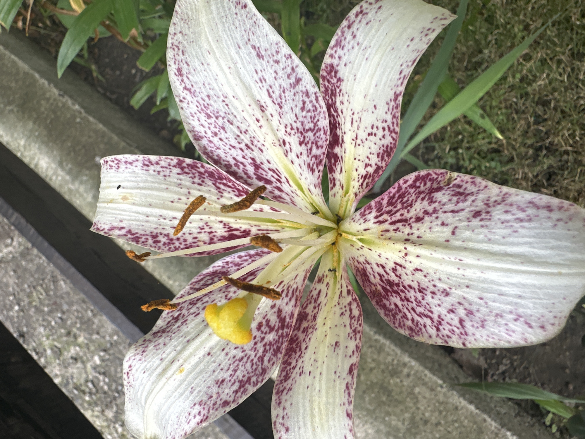 A close-up, eye-level shot focuses on a white lily with distinct burgundy spots, its petals unfurling. The stamen, tipped with dark brown anthers, and a bright yellow pistil are visible at the flower's center. The background is a mix of gray concrete, dark shadows, and green grass. This image was captured in Târgu Neamț, Romania.