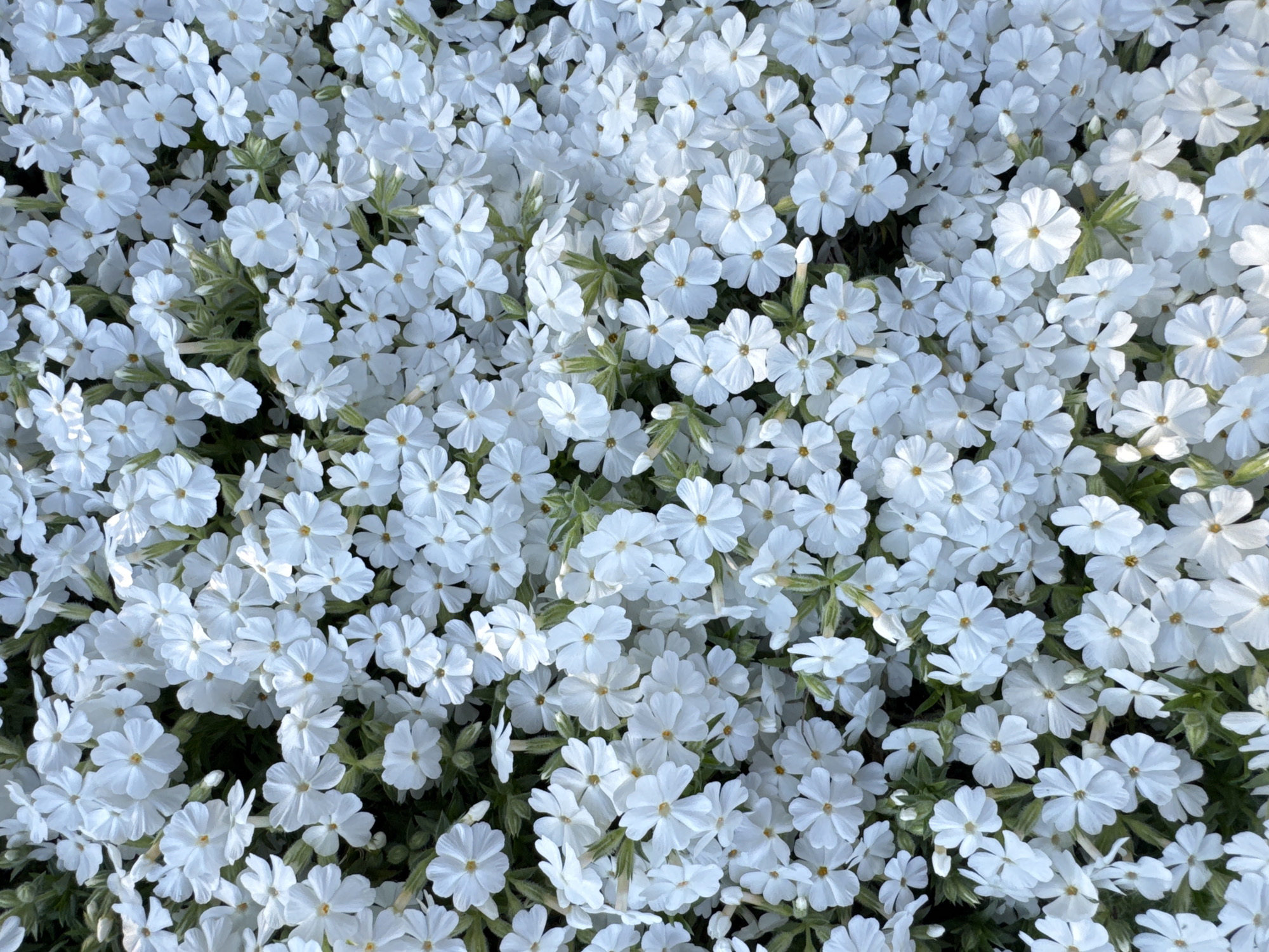 The image shows a dense patch of small, white flowers with five petals each, likely phlox subulata or a similar species. The flowers completely cover the ground, with some green foliage visible beneath. The scene appears to be outdoors in daylight, but the specific location in Прикамский, Russia cannot be determined from the image alone.