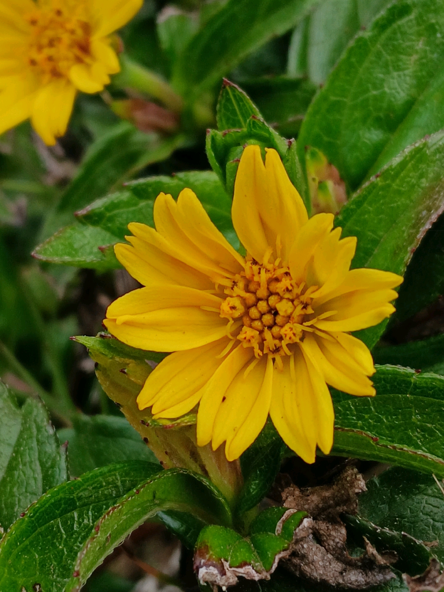 A close-up, eye-level shot showcases a vibrant yellow flower with ray florets and a prominent central disc composed of smaller florets. The flower is surrounded by lush, green foliage, with some leaves exhibiting reddish-brown edges. A second, slightly out-of-focus yellow flower is visible in the upper left corner of the frame. The overall scene suggests a natural environment, possibly a garden or park, within Nanggung, Indonesia. The lighting is natural and diffused, highlighting the textures and colors of the flora. There are no people or animals present.