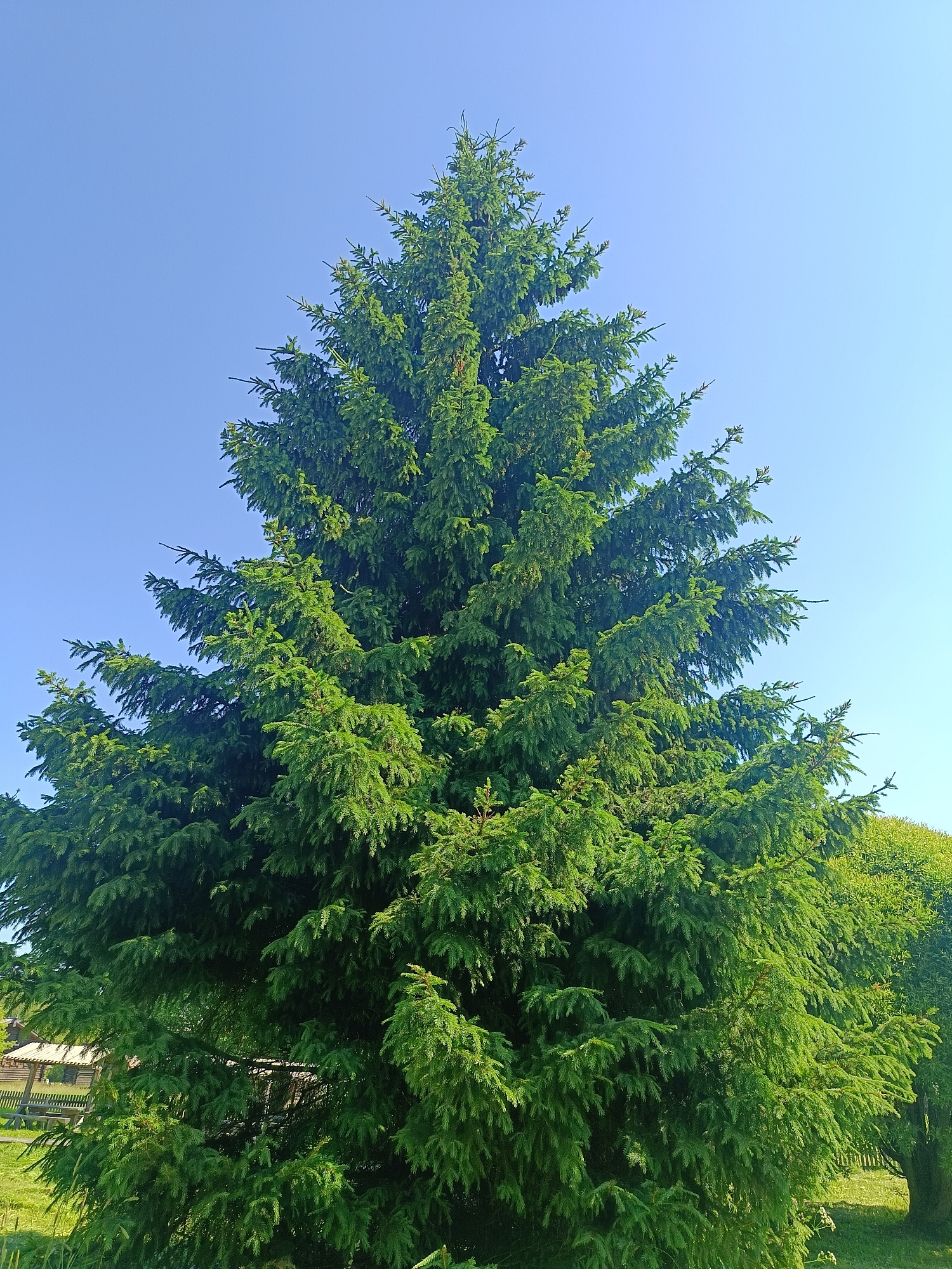 A large, mature coniferous tree with dense green foliage dominates the frame, set against a clear, bright blue sky. The tree's branches are full and reach towards the sky, with the lower portions of the tree obscured by its own foliage and by a grassy area in the foreground. In the background, a wooden fence and a small wooden structure, possibly a gazebo or shed, are partially visible, suggesting a rural or semi-rural setting. The overall impression is one of natural beauty on a sunny day. The location is specified as Popovka, Russia.