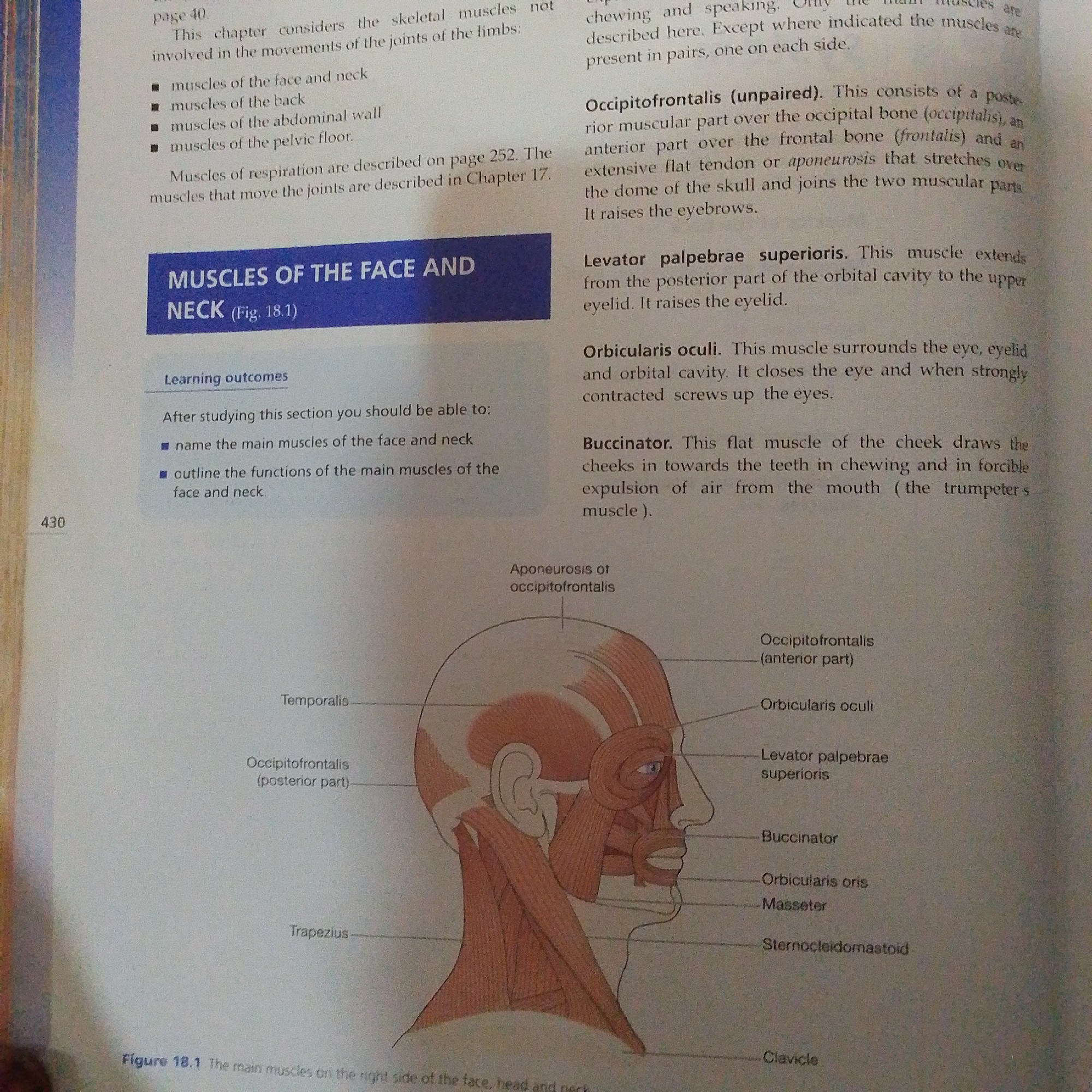 The image displays a page from a textbook discussing the muscles of the face and neck. It features anatomical illustrations of the human head and neck, with various muscles labeled. Text on the page describes the functions and locations of these muscles, including the Occipitofrontalis, Levator palpebrae superioris, Orbicularis oculi, Buccinator, Orbicularis oris, Masseter, Temporalis, and Sternocleidomastoid. The page also lists learning outcomes for students studying this section. There is no information within the image that relates to Jalingo, Nigeria.