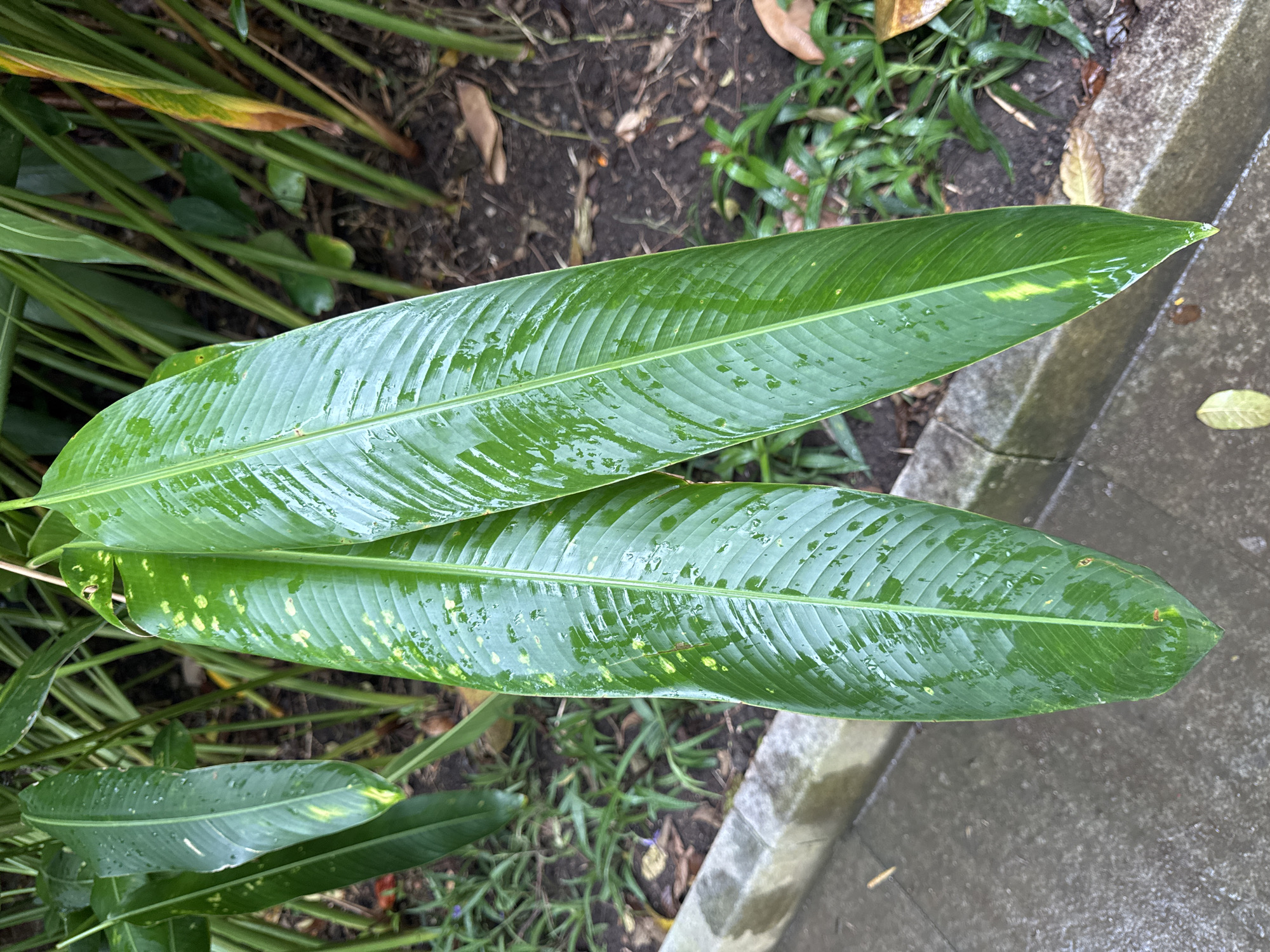 The image presents a close-up, top-down view of large, vibrant green leaves in a natural outdoor setting. Two prominent, elongated leaves dominate the foreground, showcasing clear parallel venation and a central midrib. Both leaves are covered in numerous water droplets, indicating recent rain or heavy dew. Scattered yellow-green spots and patches are visible on their surfaces, particularly towards the tips and edges.
Below and around these main leaves, various smaller green plants and grasses grow from dark, moist soil that is interspersed with dried leaves and organic debris. To the right and bottom of the frame, a grey concrete curb or pathway edge is visible, also appearing wet. The lighting is natural and diffuse, suggesting a daytime scene, possibly under an overcast sky or in a shaded area. There are no people, animals, or specific activities depicted. No text is visible. The scene reflects a lush, damp environment consistent with tropical foliage, aligning with the provided location context of Kuta Selatan, Indonesia.