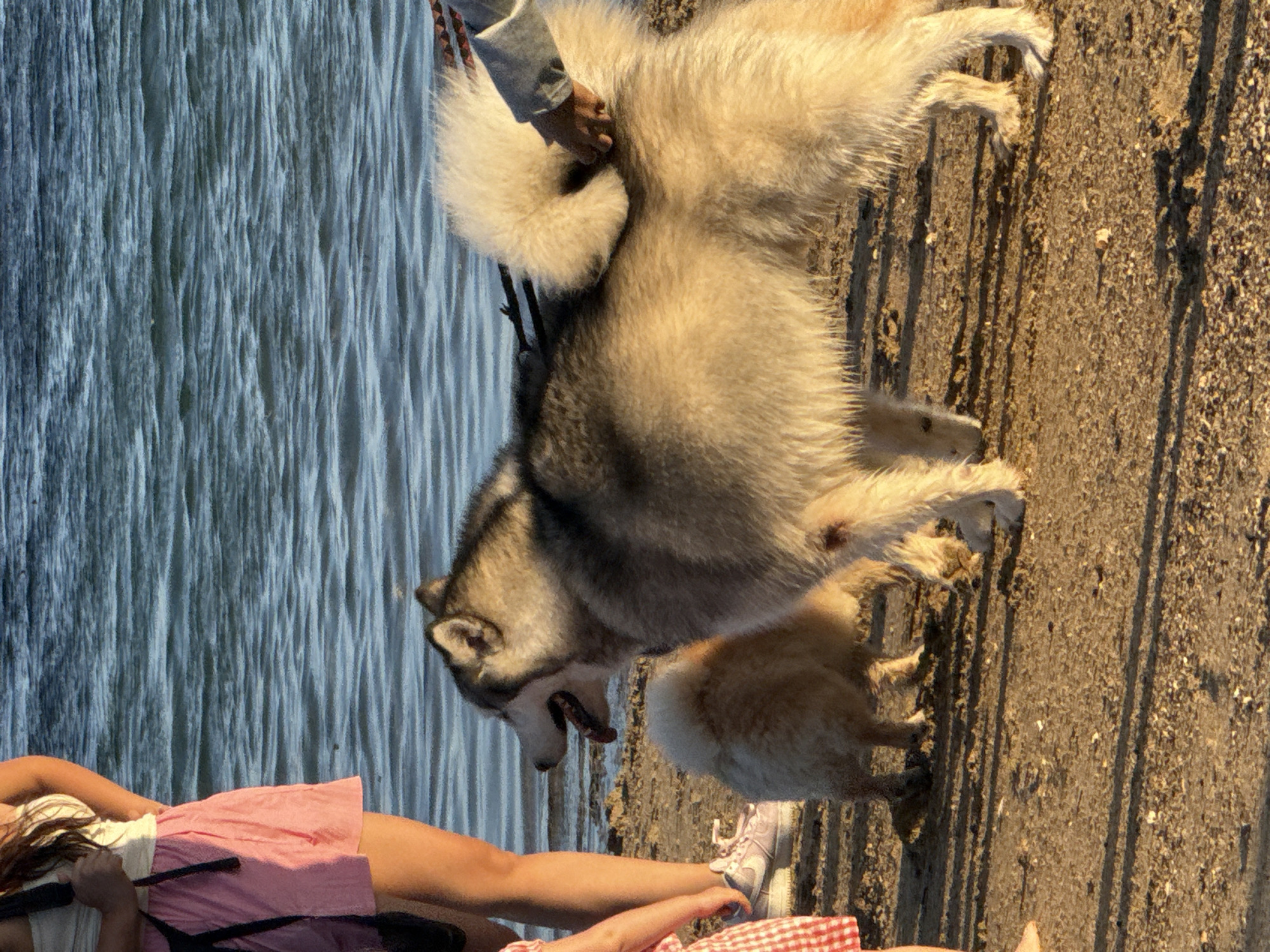An adult husky and a smaller, lighter-colored dog are standing on a sandy beach near the water. A person, partially visible, is standing to the left wearing a white top and pink shorts. Another person's arm and hand are visible on the right, petting the husky. The water is blue and appears to be calm. The ground is sandy with some scattered debris. The scene is likely captured during daylight hours, given the lighting and shadows. The location in Denpasar, Indonesia, is not evident from the visual information alone.