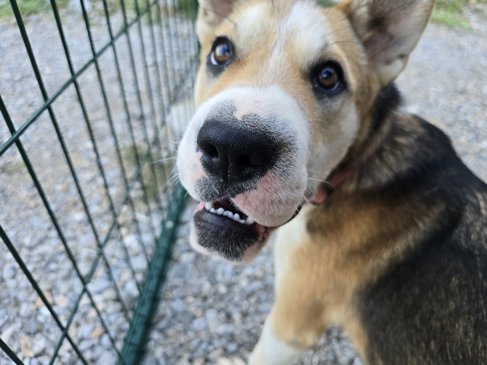 A close-up, eye-level, outdoor shot shows the face of a dog looking directly at the camera. The dog's snout and mouth are the primary focus, with its mouth slightly open, revealing its teeth and pink gums. The dog has brown eyes, a black nose, and fur with patches of tan, white, and black. The background is blurry, showing a green metal fence on the left and a gravelly surface with some greenery. The overall lighting suggests a daytime scene. The location is Unknown, Unknown.