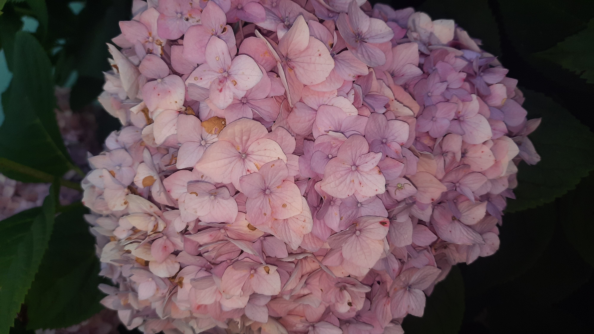 The image is a close-up, eye-level shot of a cluster of pink and purple hydrangeas. The flowers are in full bloom, with many individual florets tightly packed together to form a large, rounded inflorescence. Some of the petals show signs of drying or browning, and there are a few small brown spots scattered across the surfaces. The background is dark and out of focus, with hints of green leaves visible in the upper left and lower parts of the frame, suggesting an outdoor setting. There is a tiny green spider on one of the petals towards the right side of the image. The scene is not set in a city, and there are no buildings or urban elements visible.