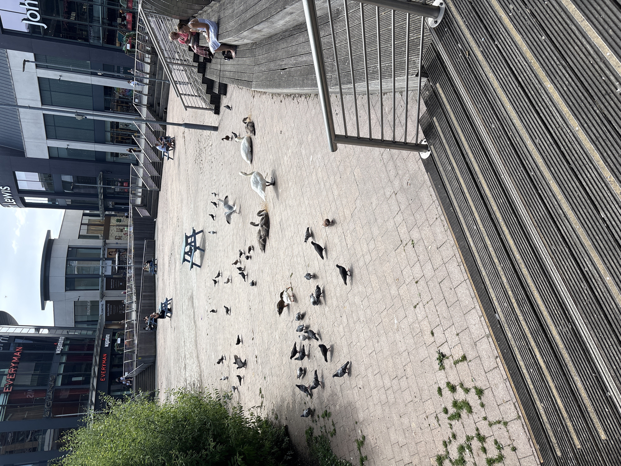 In a sunlit outdoor plaza, several pigeons are scattered across a paved ground. A white swan stands near a group of four grey cygnets, and another white swan is lying down. Two seagulls are also present. To the right, two women are seated on wooden steps, with one woman wearing a white dress and the other in a pink top. Behind them, a metal railing outlines the steps. Further back, several picnic tables are visible, and buildings with storefronts line the background, including "EVERYMAN," "Wagamama," and "John Lewis." A lush green tree stands to the left of the scene.