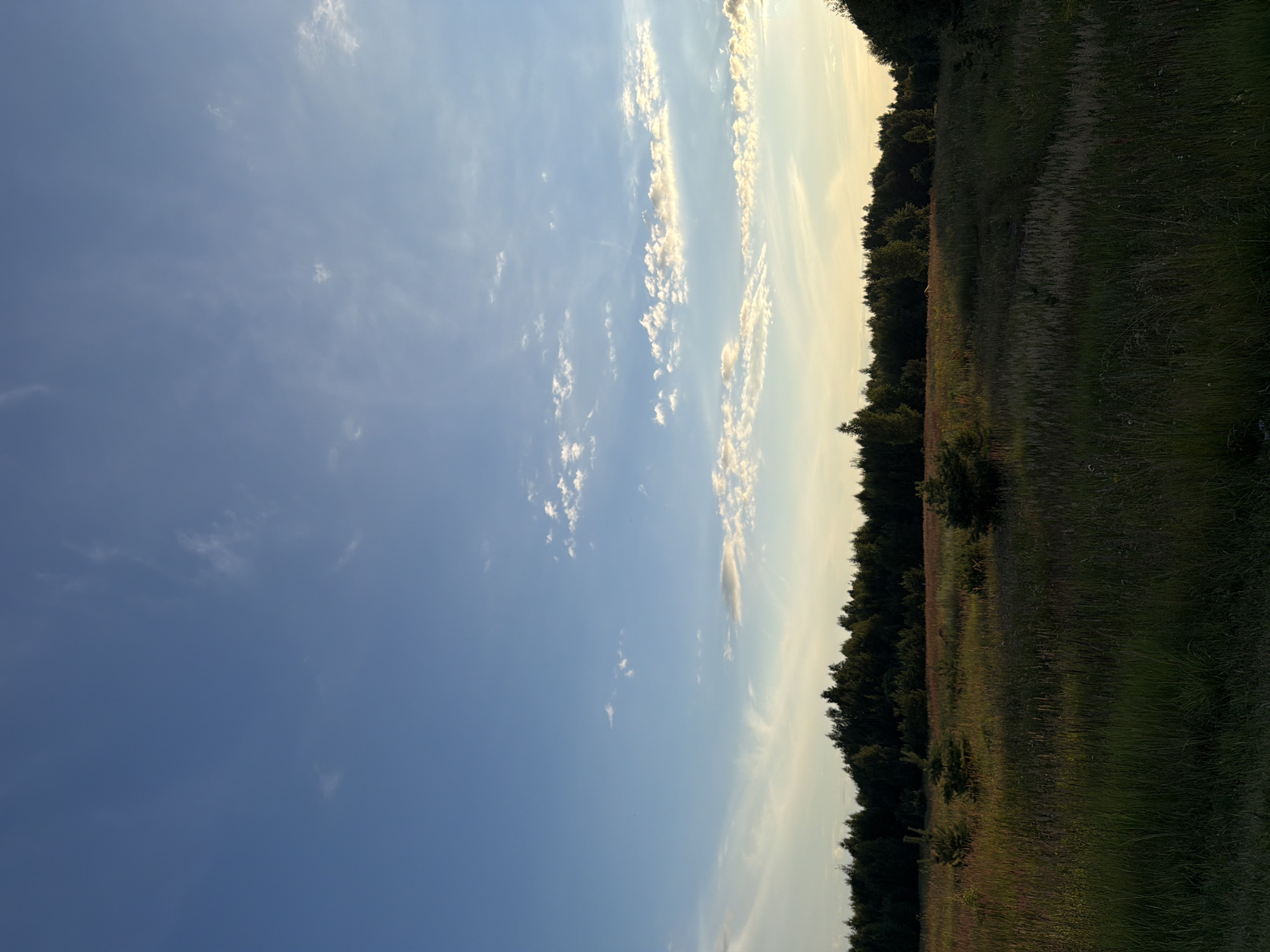 The image depicts a serene natural landscape under a clear blue sky with scattered white clouds. In the foreground, a field of tall, dry grass and wildflowers is bathed in the warm, golden light of what appears to be late afternoon or early evening. Several small evergreen saplings are sparsely distributed across the field. A dense line of dark green trees forms the horizon, separating the field from the sky. The overall impression is one of tranquility and untouched nature. The image is likely taken in the vicinity of Обухово, Russia, given the characteristic landscape. There are no people or man-made objects visible in the frame.