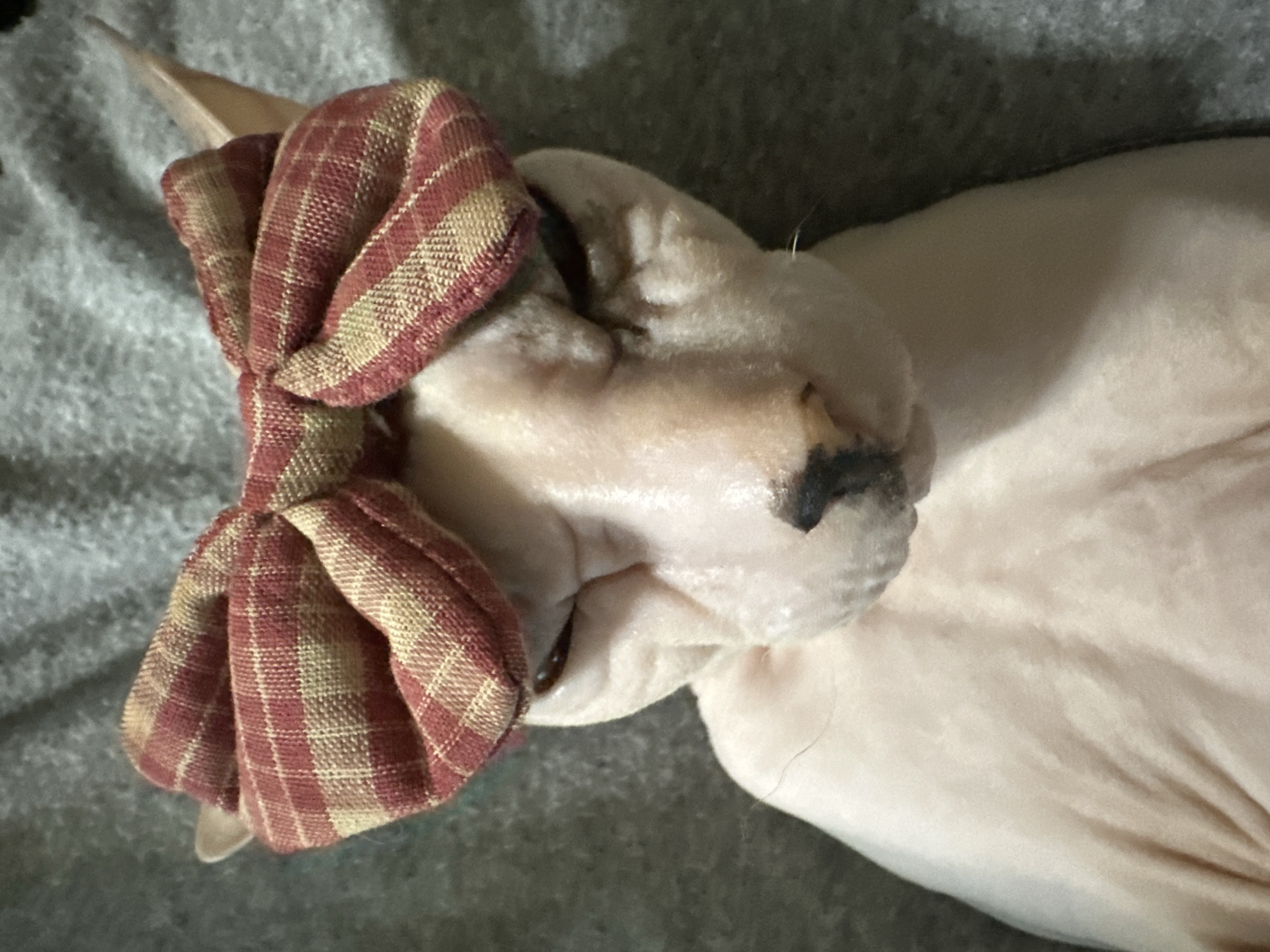 A close-up, overhead shot shows a Sphynx cat wearing a red and tan plaid bow on its head. The cat's skin is light pink, and its eyes are mostly closed. The background is a fuzzy, gray blanket. There is no visible indication of the city of Togliatti, Russia.