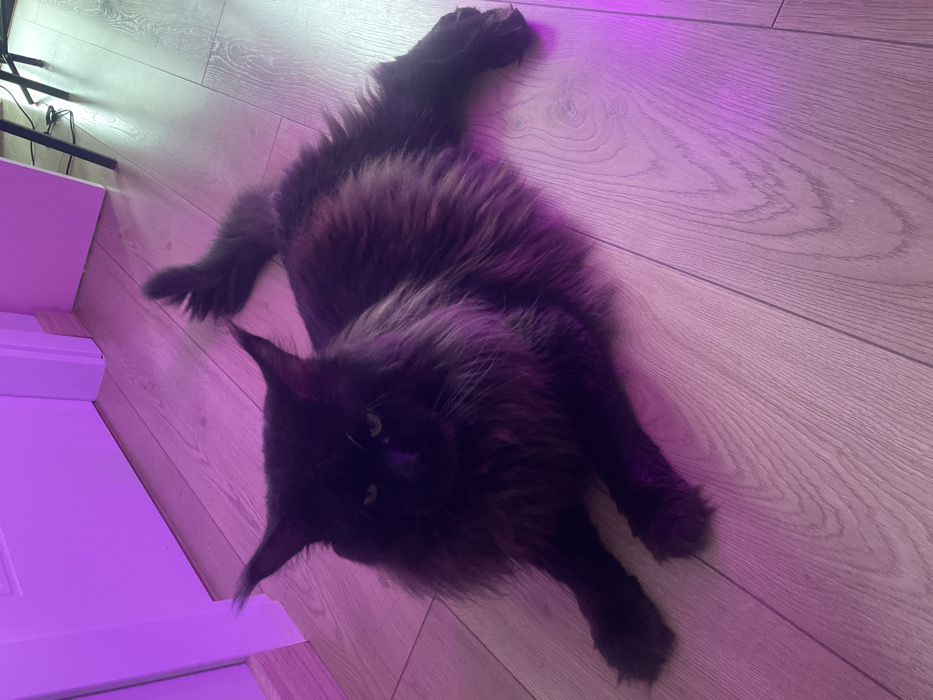 An indoor scene in Batumi, Georgia, depicts a large, dark-furred, long-haired cat lying prone on a light-colored wooden laminate floor. The feline subject, possibly a Maine Coon, features visible green eyes and prominent ear tufts. Its dark brown or black fur exhibits reddish undertones under ambient purple lighting. The cat's front paws are extended forward, and its bushy tail stretches backward to the right. In the background to the left, a white door frame is visible against a light-colored wall. To the far right, a dark metallic furniture leg and associated cables are partially discernible. The entire visible area is illuminated by a distinct purple light source, appearing to originate from the left side. No human subjects or interactions are present.