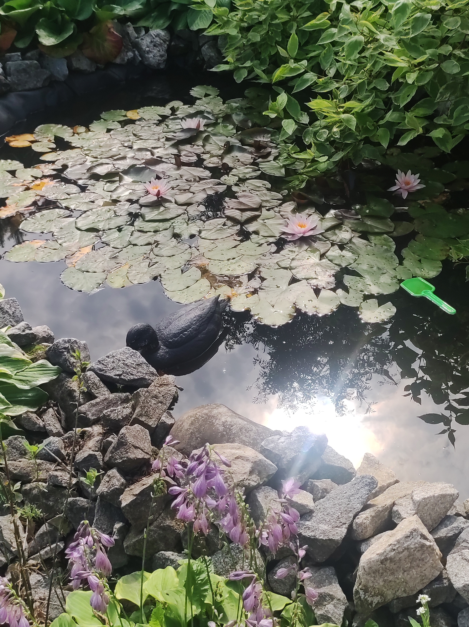 A pond with lily pads and pink water lilies is bordered by rocks and green plants. A dark, duck-shaped object is partially submerged in the pond, and a small green plastic shovel floats on the water. The sun is reflecting off the water, casting a bright glare. The image appears to be taken outdoors in a garden setting.