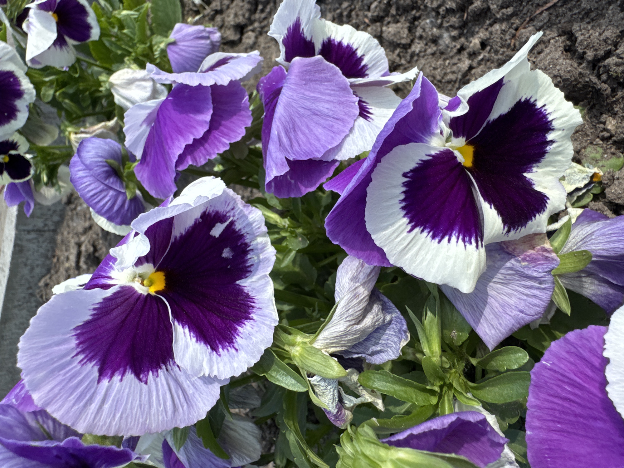The image displays a close-up view of several purple and white pansies in bloom. The flowers exhibit a vibrant purple center that fades into lighter purple and then white at the petal edges. Some of the flowers are fully open, revealing their delicate structures, while others appear to be in various stages of opening or wilting. Green foliage is visible surrounding the flowers, and the ground beneath them appears to be dark soil. The lighting suggests it is daytime, with natural sunlight casting shadows and highlighting the textures of the petals. The scene is outdoors, likely in a garden or park setting within the city of Chudovo, Russia, given the provided context. There are no people or animals present in the image.