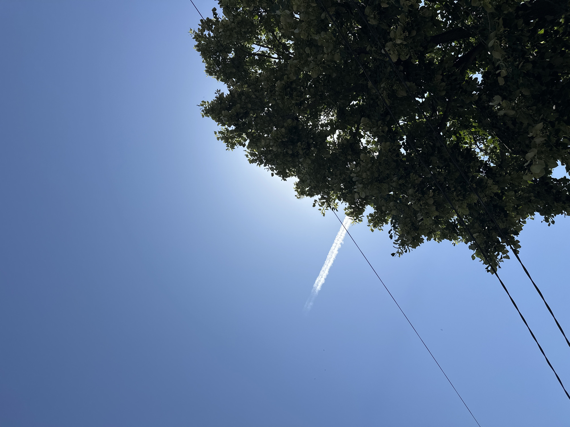 The image depicts a bright blue sky with a thin, wispy contrail stretching diagonally from the lower left to the upper right. The sun is partially obscured by the dense foliage of a large tree, which dominates the right side of the frame. The tree is in full leaf, with various shades of green visible. Two dark, parallel power lines run horizontally across the lower portion of the image, intersecting with the tree. In the distance, two small, dark specks are visible in the sky, possibly birds. The scene appears to be outdoors, with no visible man-made structures or people, suggesting a natural or semi-natural environment. The lighting indicates daytime, likely late morning or early afternoon, given the angle of the sun. The location is identified as Sklave, Bulgaria.