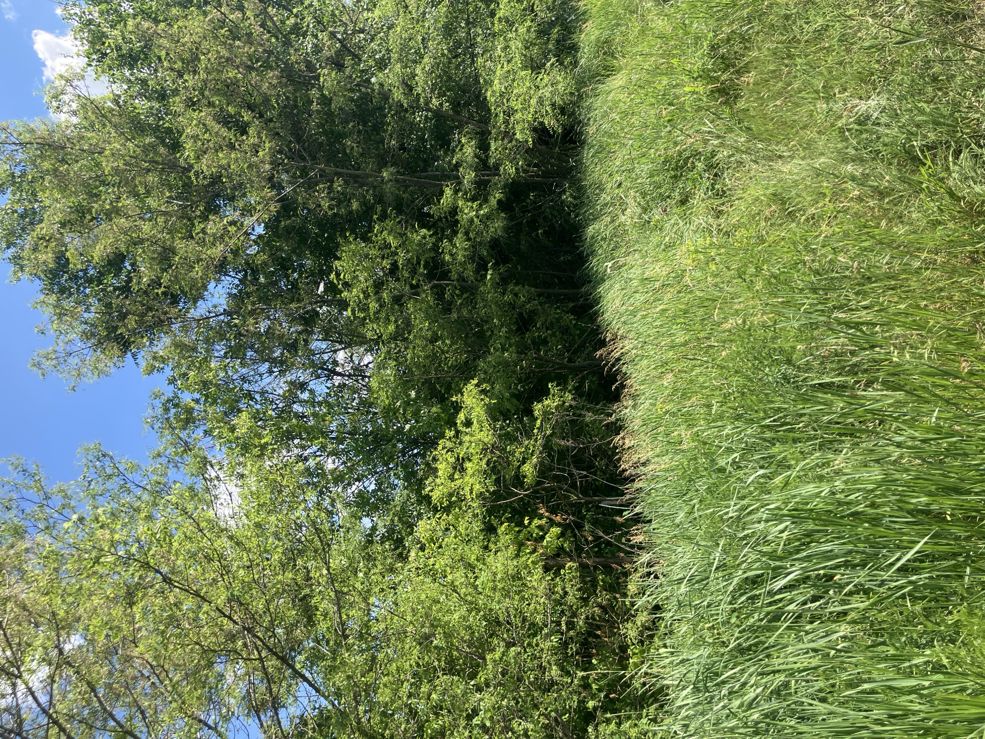 A lush green field borders a dense thicket of trees under a bright blue sky with scattered white clouds. The foreground is dominated by tall, vibrant green grass, with some dry stalks interspersed. Behind the grass, a wall of trees and bushes creates a rich green backdrop, with sunlight filtering through the leaves. The image appears to be taken in an outdoor, natural setting, possibly a park or a rural area on the outskirts of the city of Vyshneve, Ukraine. There are no people or discernible man-made structures visible in the image. The overall impression is one of natural abundance and tranquility.