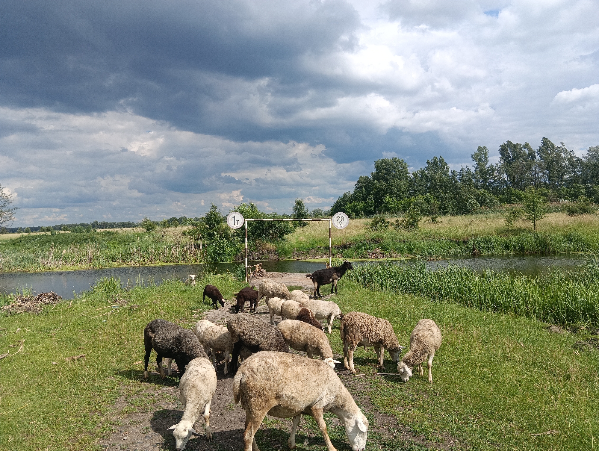 A flock of sheep and goats graze in a grassy field next to a body of water under a cloudy sky. The sheep are mostly white and light brown, while one goat is black. In the background, there are trees and a bridge with two signs indicating weight and length restrictions. The environment is rural and appears to be a pasture or farmland.
