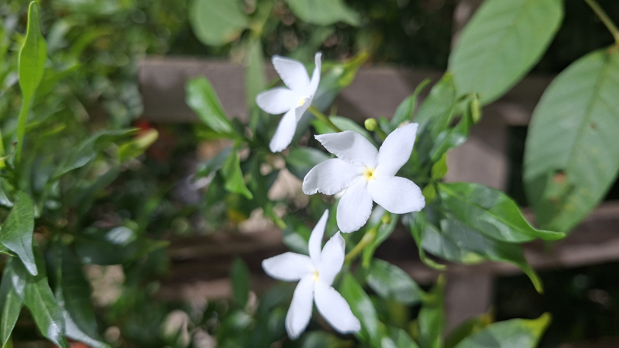 This is a close-up, eye-level, outdoor photograph of several white flowers with five petals each, clustered among green foliage. The flowers appear to be a type of jasmine, possibly Gardenia. The central focus is on three white flowers, two of which are more prominent and in sharp focus, while the third is slightly out of focus in the upper left corner. The petals are delicate and have a slightly crinkled texture. In the center of each flower, there is a yellow stigma. The leaves are lush green, glossy, and appear healthy. The background is softly blurred, suggesting a shallow depth of field, with hints of brown wooden structures and more green foliage. The lighting suggests it is daytime, with soft natural light illuminating the flowers. There are no people or text visible in the image. The setting appears to be a garden or natural environment, likely in a tropical or subtropical climate given the vibrant greenery. The overall mood is serene and naturalistic.