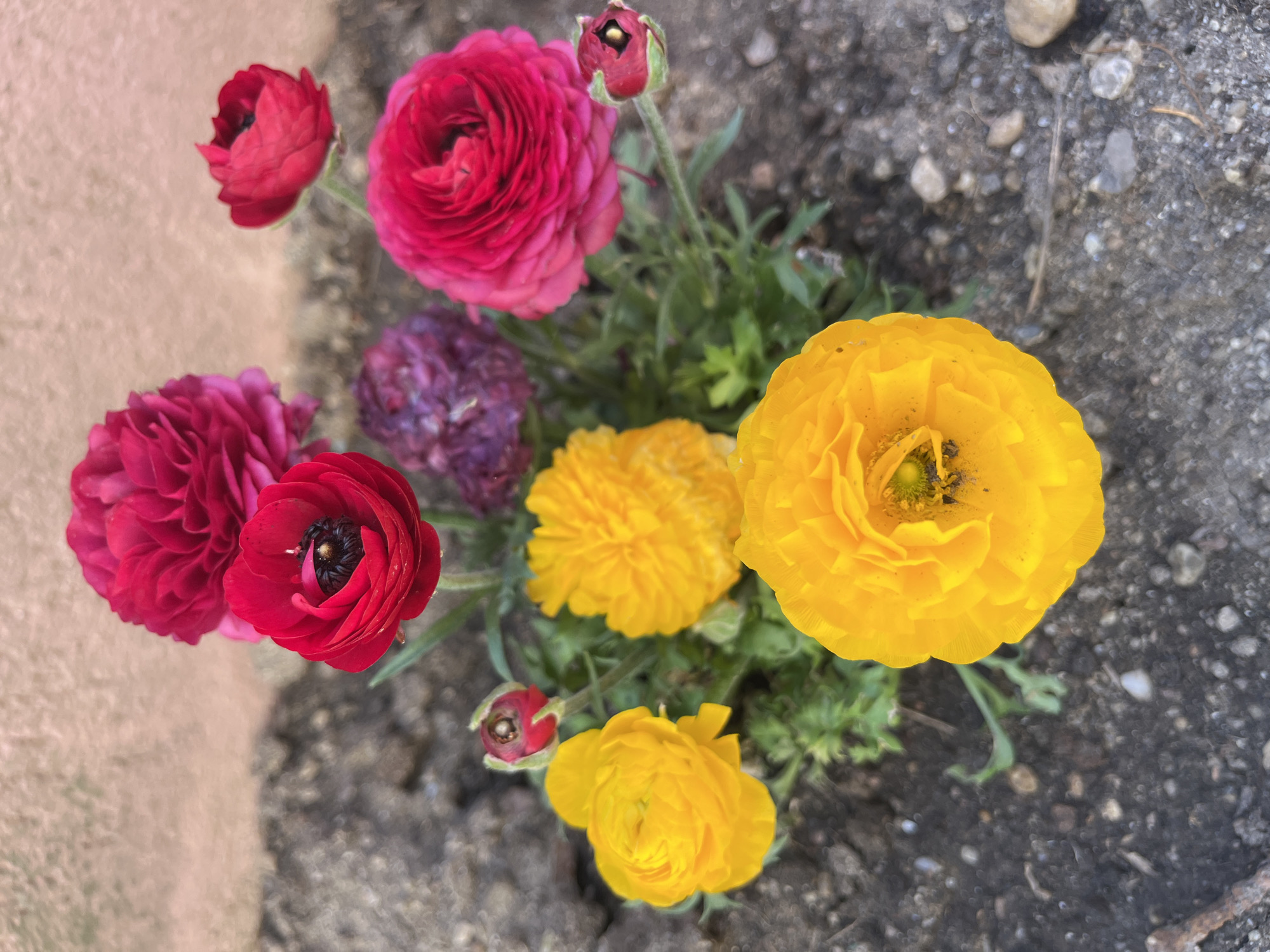 The image shows a close-up, high-angle shot of a cluster of ranunculus flowers in various shades of red, pink, purple, and yellow, growing on a rough, concrete surface. The flowers appear to be recently planted. The concrete is cracked and has small pebbles embedded in it. The location, Kulata, Bulgaria, is not directly identifiable from the image.