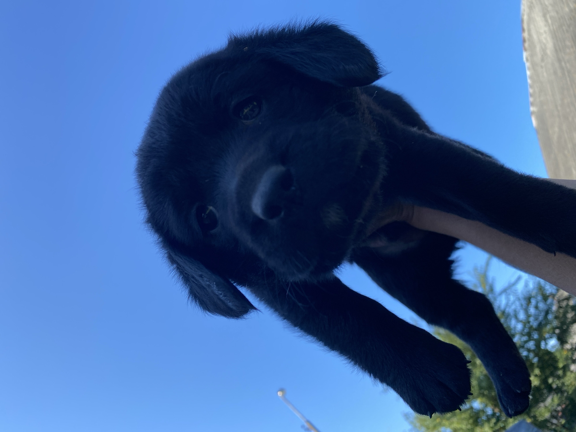 A low-angle, eye-level shot captures a black puppy held aloft against a bright, clear blue sky. The puppy's face, oriented towards the camera, is the central focus. Its dark fur blends with the shadow, but its large, dark eyes are visible, looking slightly down. One floppy ear is visible, also dark, with a few lighter hairs. The puppy's front legs are extended downwards and to the left, with its paws clearly in view. A human hand, partially visible, is holding the puppy from below. In the background, out of focus, a few green trees and a blurry, light-colored object are discernable on the left. The bottom right of the image shows a light-colored, sloped surface, possibly a roof or embankment, also out of focus. The scene suggests an outdoor setting, likely during daylight. The specific location in Liuboml, Ukraine, is not directly evident from the visual information provided in the image.
