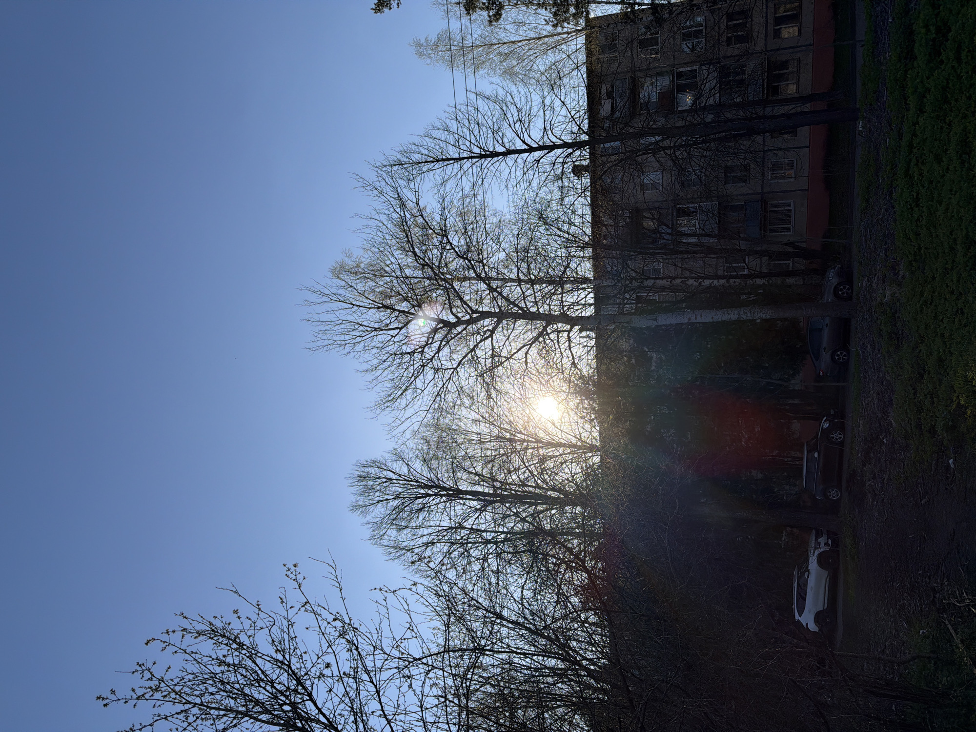 The image depicts a view in Reshetnikovo, Russia, likely in early spring or late fall. The sky is a clear, light blue. Bare tree branches silhouette against the sky. The sun is positioned low, shining through the branches, creating a lens flare effect. A multistory residential building is partially visible, next to the trees. Several parked cars sit along a narrow road or parking area, with a patch of green ground cover on the right edge of the frame. The overall lighting suggests either early morning or late afternoon.