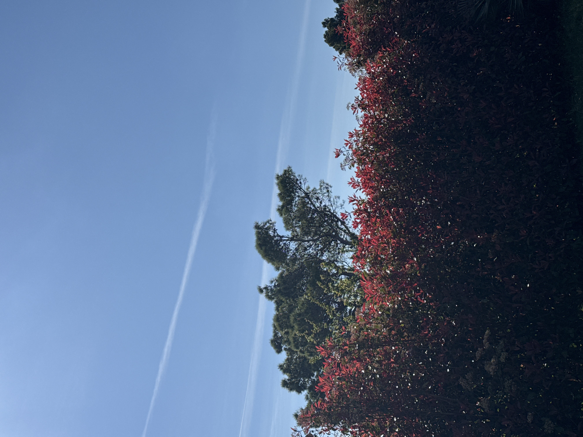 The image shows a view of the sky and trees in what appears to be Šušanj, Montenegro. The sky is blue with contrails visible. On the right side of the image, there is a row of trees or bushes with reddish foliage. Further to the left, there is a tree with green foliage. The image appears to have been taken during daylight.