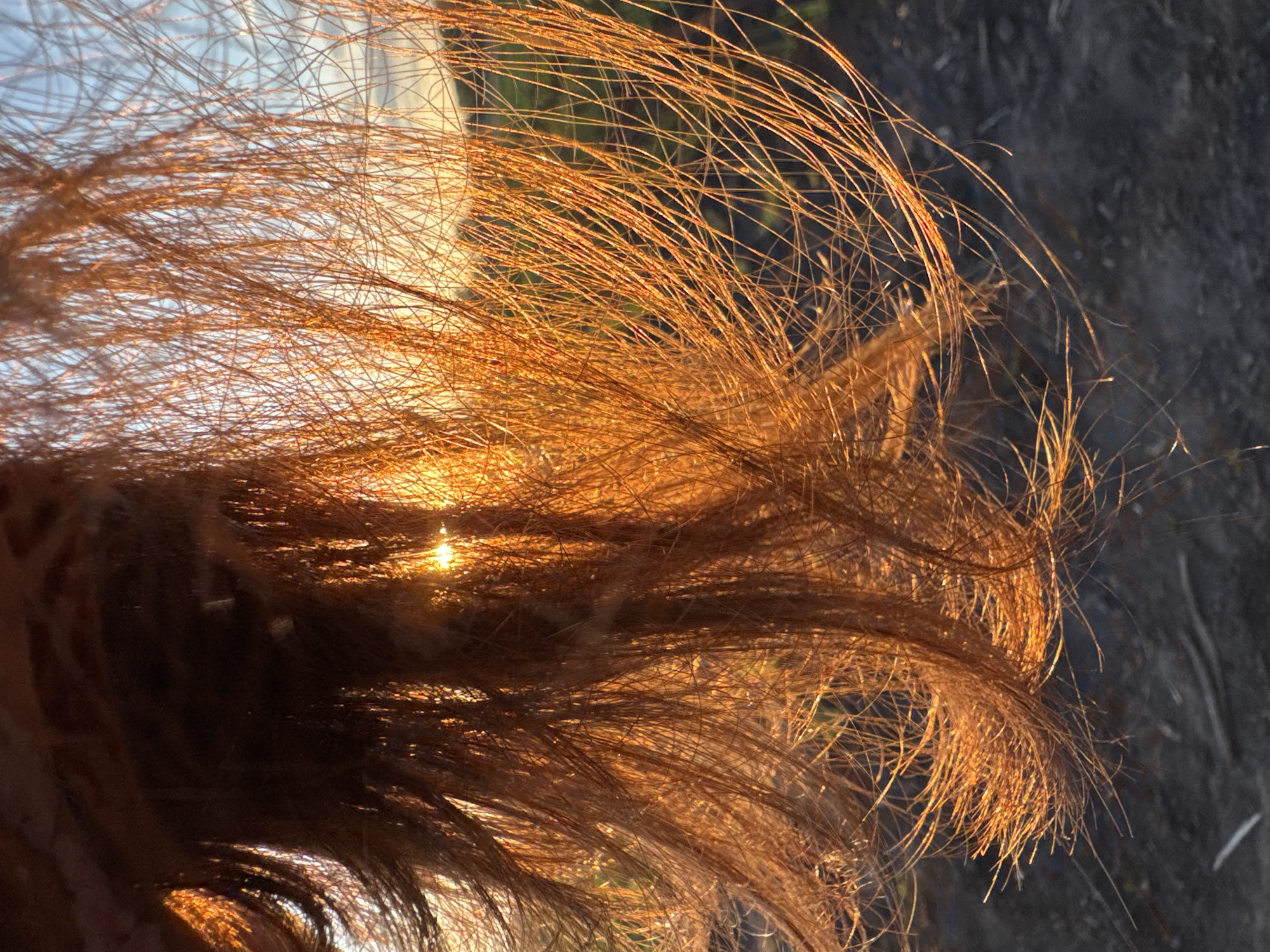 The image displays a close-up, backlit view of reddish-brown hair in Ohuivka, Ukraine. The hair, appearing dense and flowing, is illuminated from behind by a low sun, causing individual strands to glow intensely with orange light. A distinct, bright orange sun disk is visible through gaps within the hair, particularly in the central-left and central-right areas. The upper background features a light blue sky with faint, indistinct features on the distant horizon, consistent with an outdoor environment during either sunrise or sunset. The lower portion of the background shows dark, out-of-focus ground, indicative of a natural, possibly unpaved surface. No specific individuals or other distinct objects are discernible beyond the hair and environmental elements.
