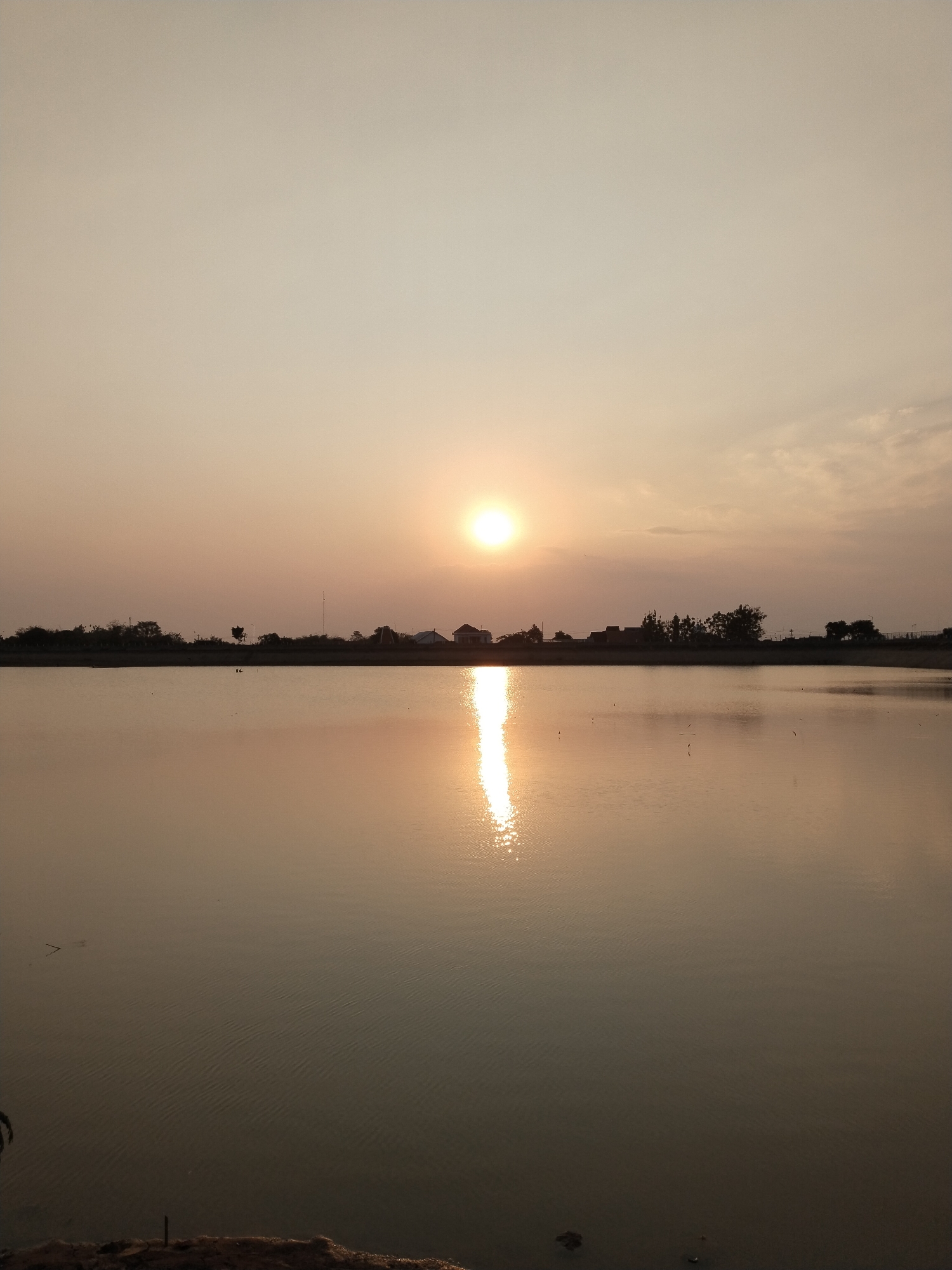 This vertical, full-frame photograph captures a serene sunset over a body of water in Sambirejo, Indonesia. The sun, a bright, diffused orb, is positioned in the upper center of the frame, casting a warm, golden light across the scene. A prominent reflection of the sun stretches across the water's surface, creating a shimmering path of light. The water itself appears calm, with subtle ripples distorting the reflection. Along the horizon, a silhouetted treeline and a few buildings are visible, suggesting a rural or semi-rural environment. The sky is a soft gradient of pale orange and beige, with a few wispy clouds present. The foreground is dominated by the water, with a sliver of dark, rough ground visible at the very bottom edge of the image. No people or animals are clearly discernible in the frame. The overall mood is peaceful and tranquil, characteristic of a sunset in a natural setting.