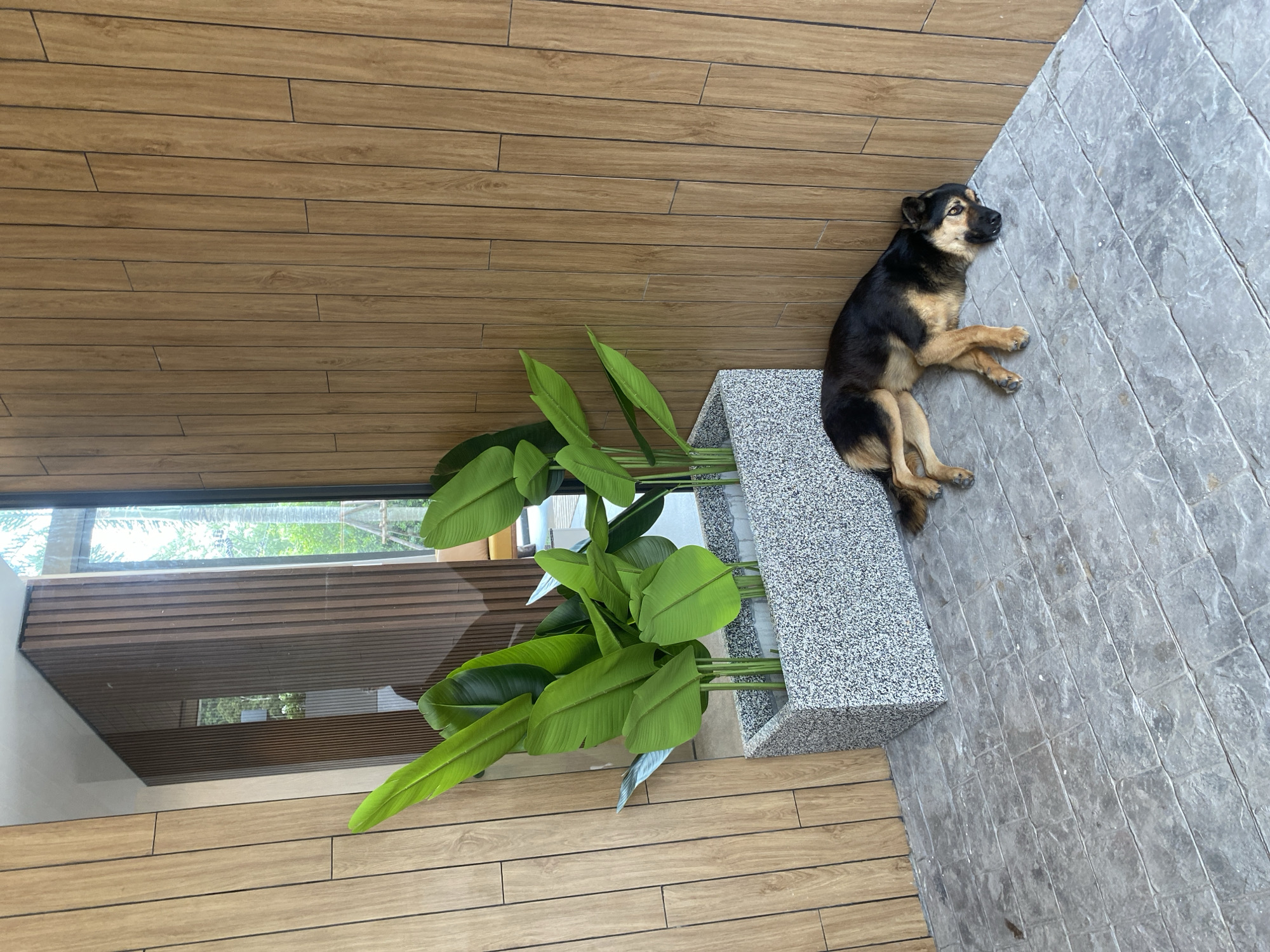 The image, likely taken in Choeng Thale, Thailand given the query, shows an interior space with a mix of textures and elements. The floor is divided into two distinct sections: a wooden plank area and a grey stone-tiled area. A black and tan dog is lying on the stone-tiled section of the floor. The dog's body is partially resting against a grey stone planter containing green tropical plants with large leaves. A window is visible, reflecting the wooden planks of the interior space.